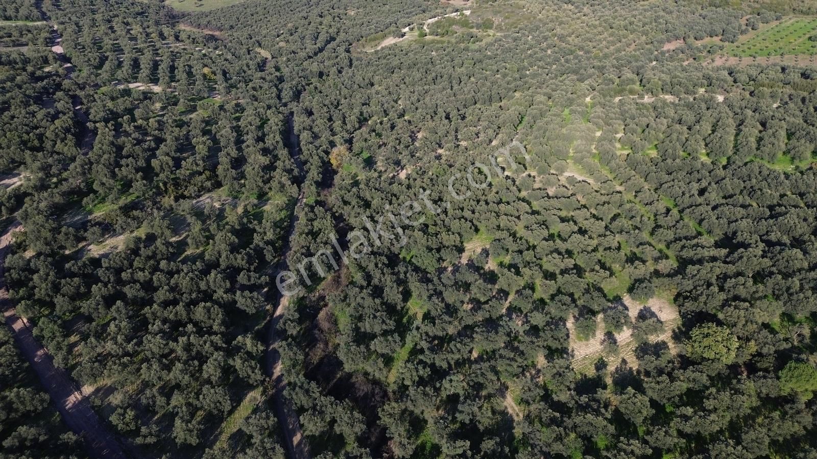 Altınova Şehir Merkezine Yakın Konumda 3.724m2 Satılık Zeytinlik - Görsel 27