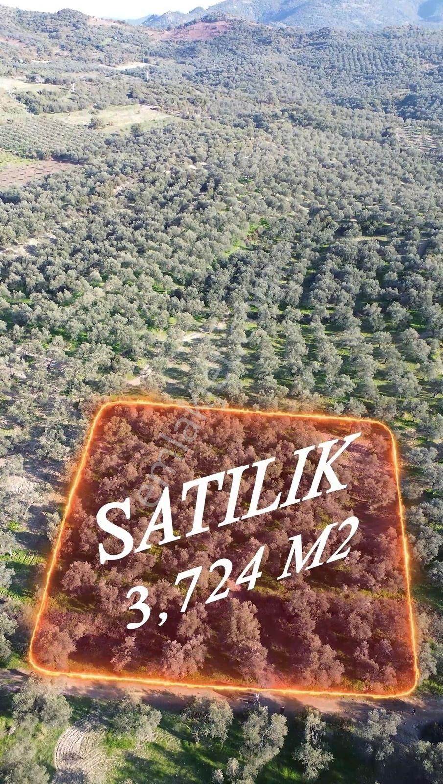 Altınova Şehir Merkezine Yakın Konumda 3.724m2 Satılık Zeytinlik - Görsel 18
