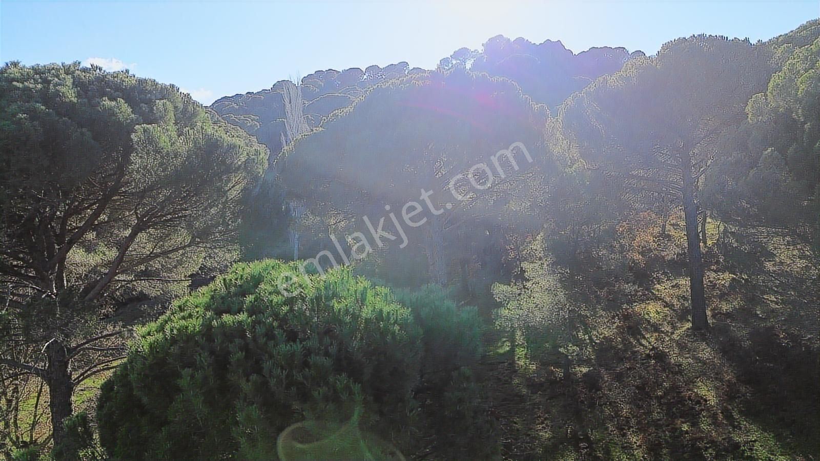 Doğa + Yatırım Bir Arada! Kozakta Müstakil Tapulu Fıstıklık - Görsel 22