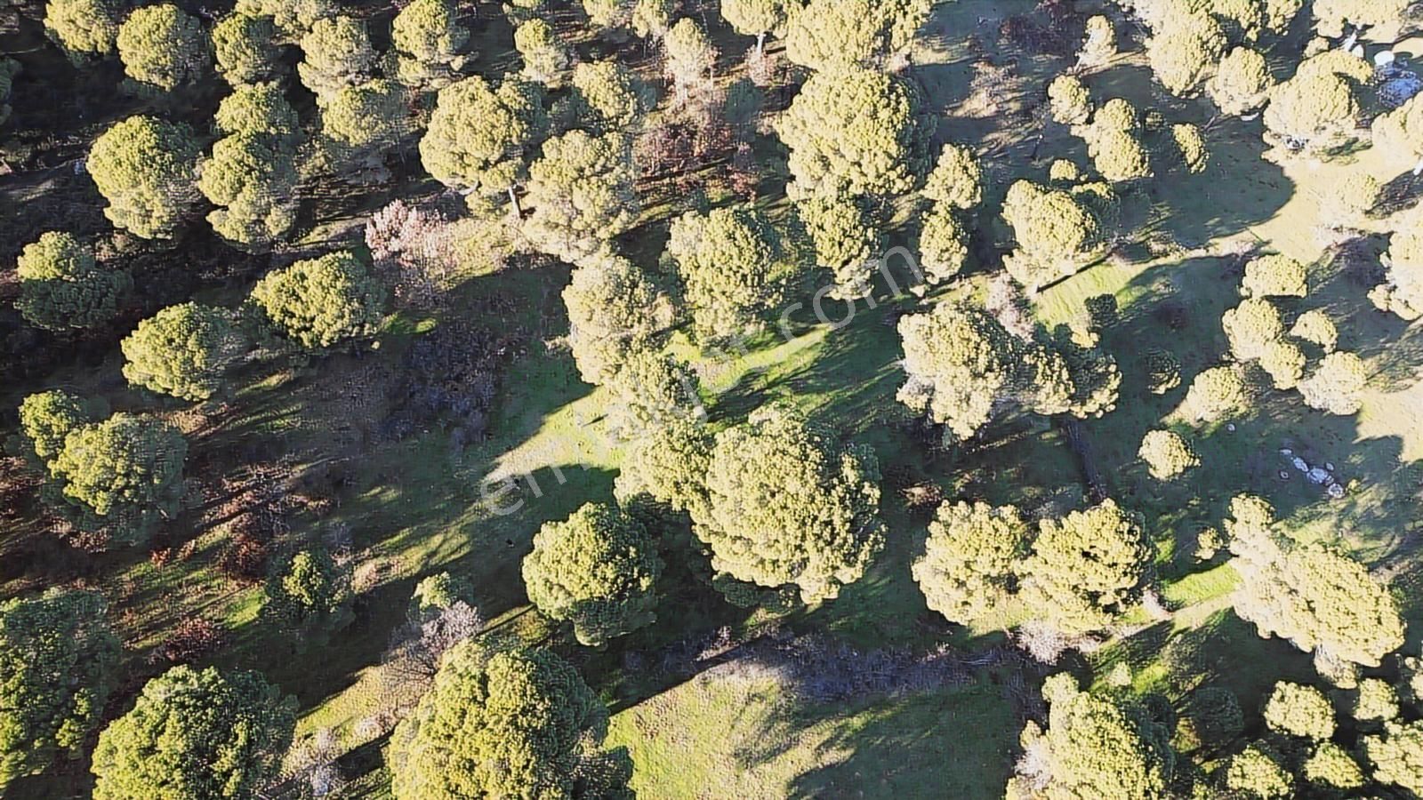 Doğa + Yatırım Bir Arada! Kozakta Müstakil Tapulu Fıstıklık - Görsel 10