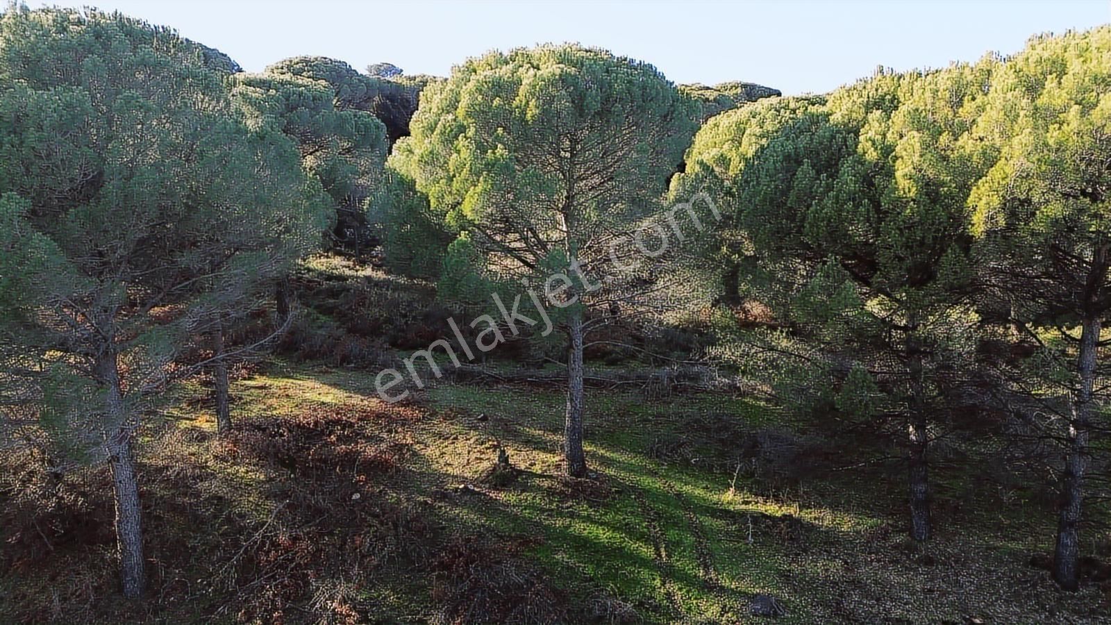Doğa + Yatırım Bir Arada! Kozakta Müstakil Tapulu Fıstıklık - Görsel 2