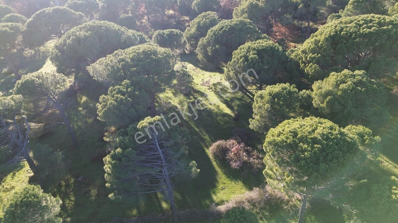 Doğa + Yatırım Bir Arada! Kozakta Müstakil Tapulu Fıstıklık - Görsel 31