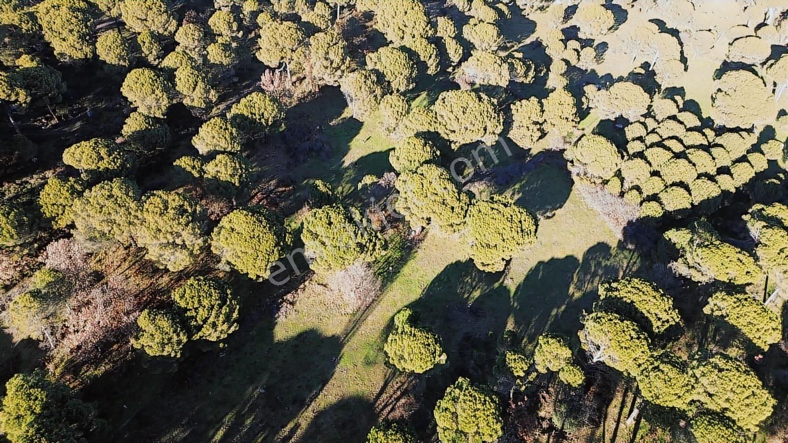 Doğa + Yatırım Bir Arada! Kozakta Müstakil Tapulu Fıstıklık - Görsel 11