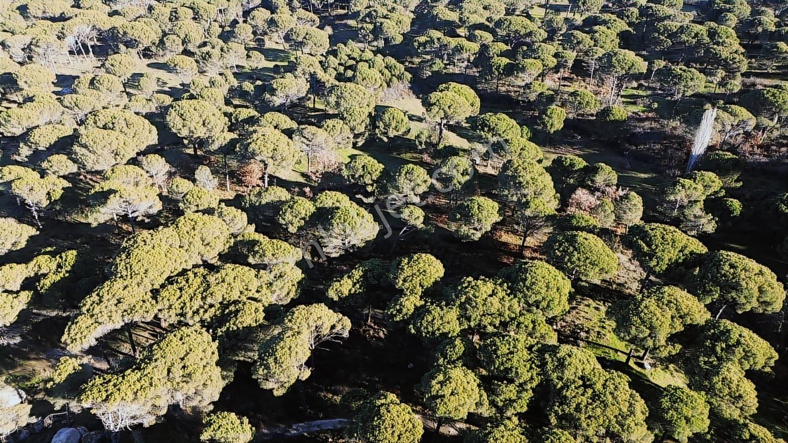 Doğa + Yatırım Bir Arada! Kozakta Müstakil Tapulu Fıstıklık - Görsel 23