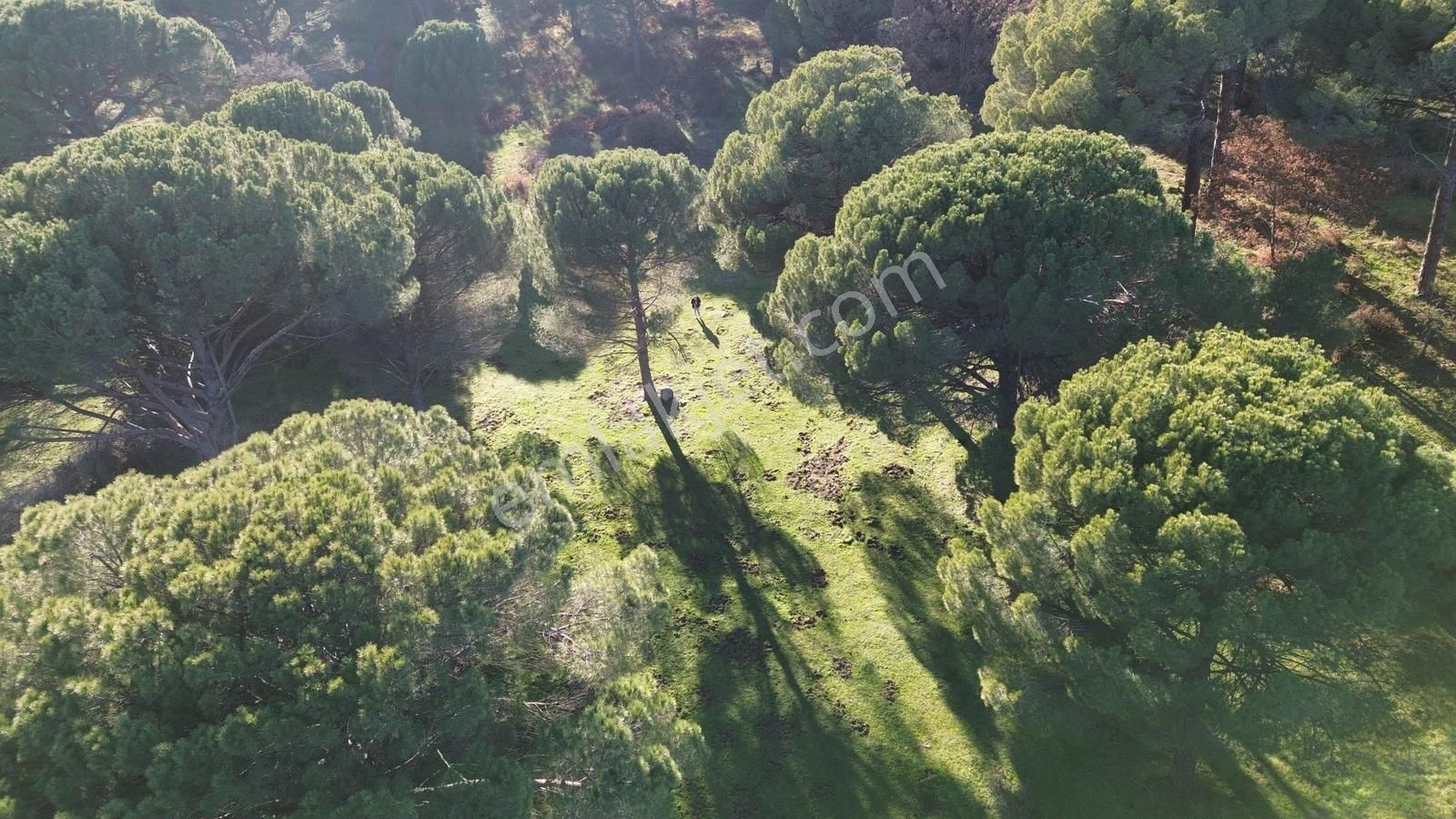 Doğa + Yatırım Bir Arada! Kozakta Müstakil Tapulu Fıstıklık - Görsel 29