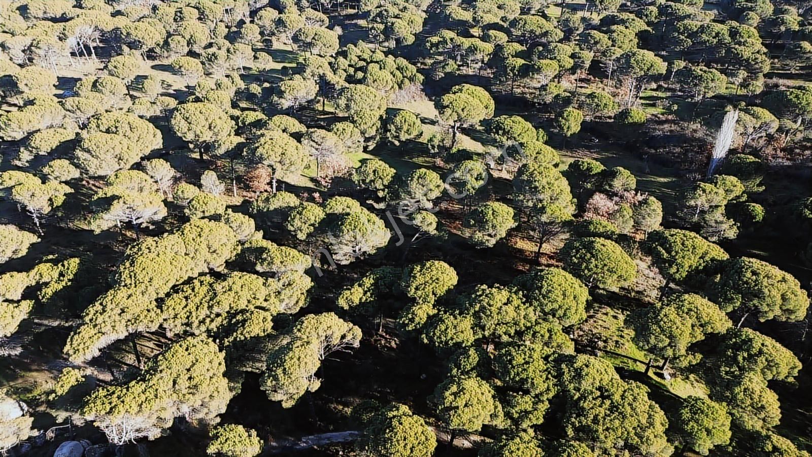 Doğa + Yatırım Bir Arada! Kozakta Müstakil Tapulu Fıstıklık - Görsel 35