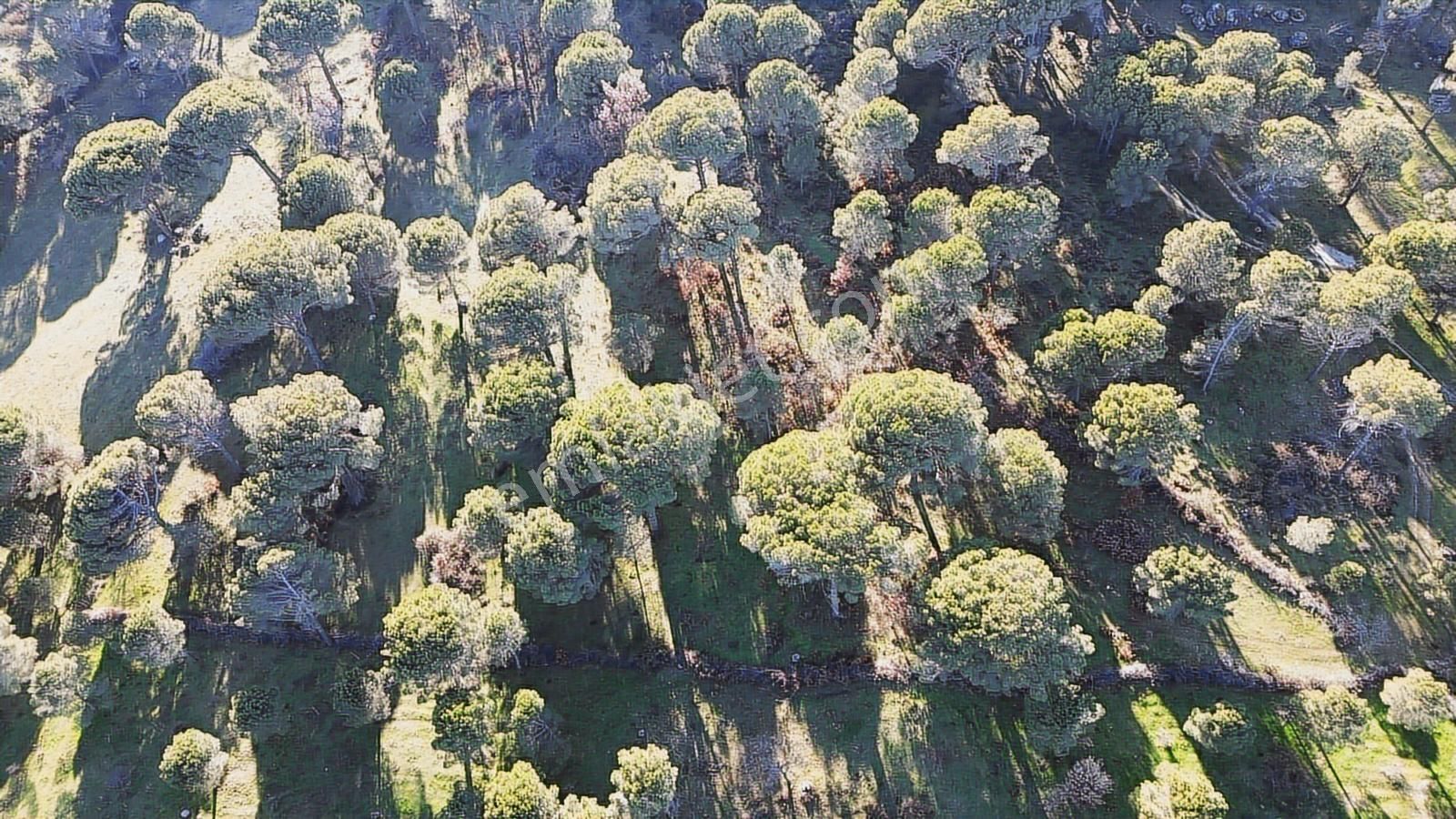 Doğa + Yatırım Bir Arada! Kozakta Müstakil Tapulu Fıstıklık - Görsel 19