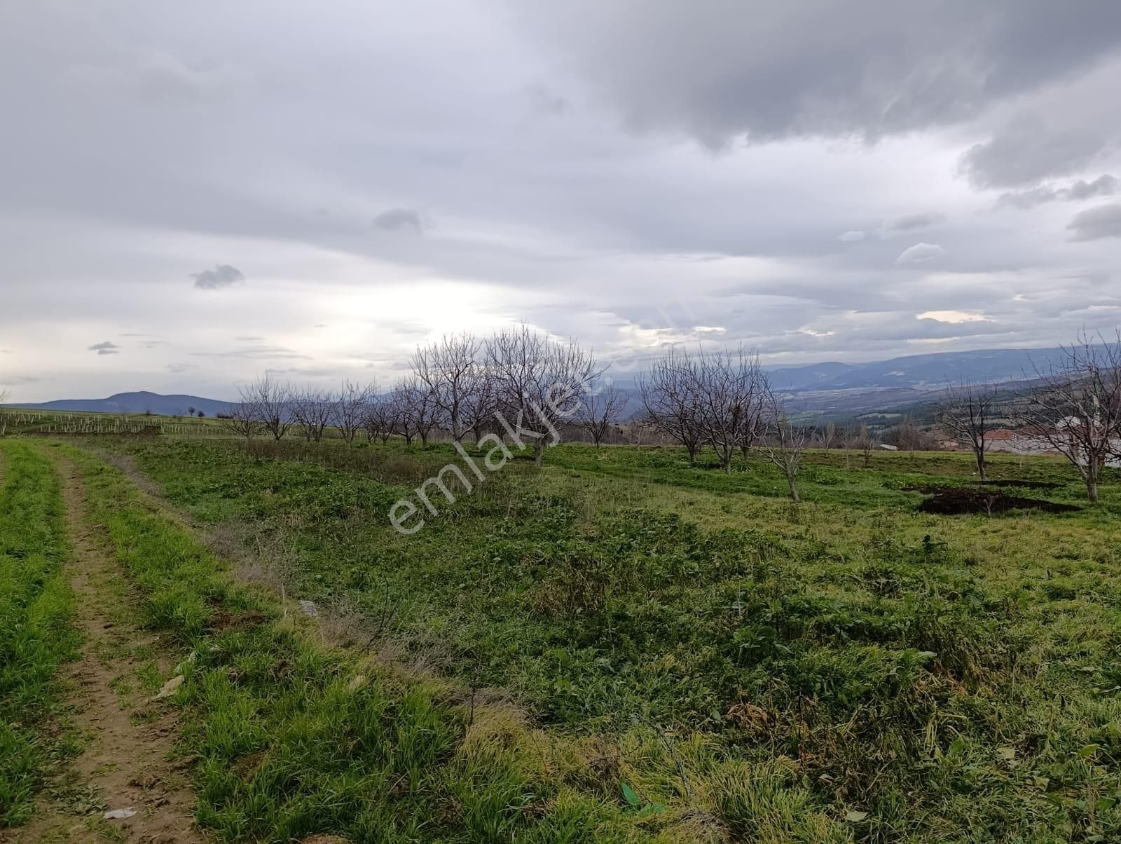 Geyve Halidiye'de Köye 2 Dk Mesafede Düz Ve Verimli Arazi - Görsel 17