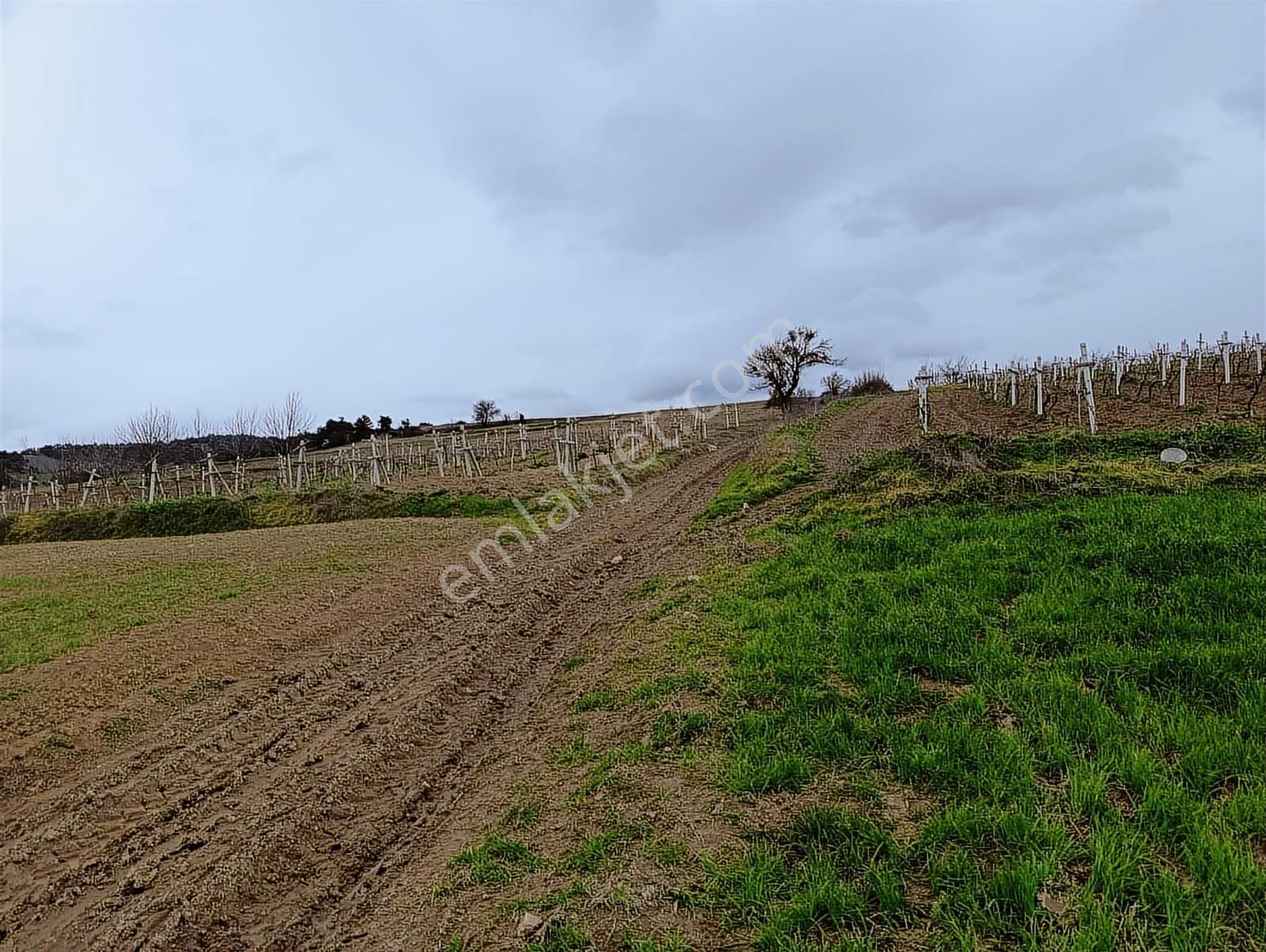 Geyve Halidiye'de Köye 2 Dk Mesafede Düz Ve Verimli Arazi - Görsel 16