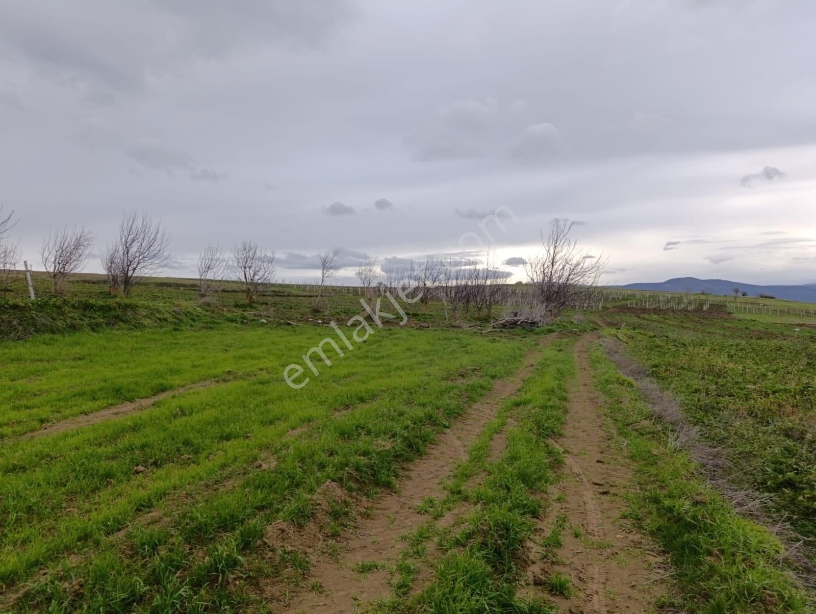 Geyve Halidiye'de Köye 2 Dk Mesafede Düz Ve Verimli Arazi - Görsel 4
