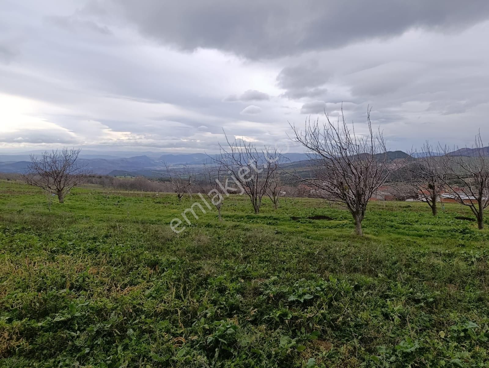 Geyve Halidiye'de Köye 2 Dk Mesafede Düz Ve Verimli Arazi - Görsel 8