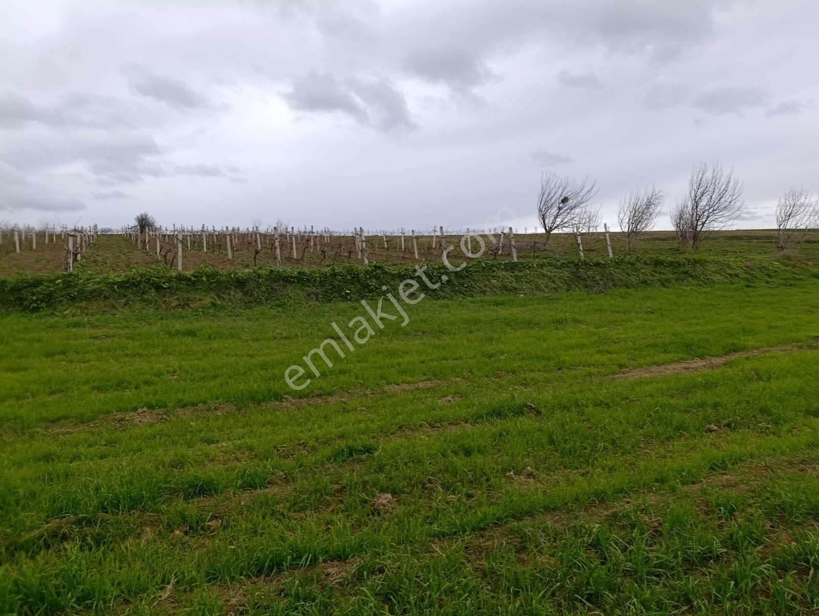 Geyve Halidiye'de Köye 2 Dk Mesafede Düz Ve Verimli Arazi - Görsel 5