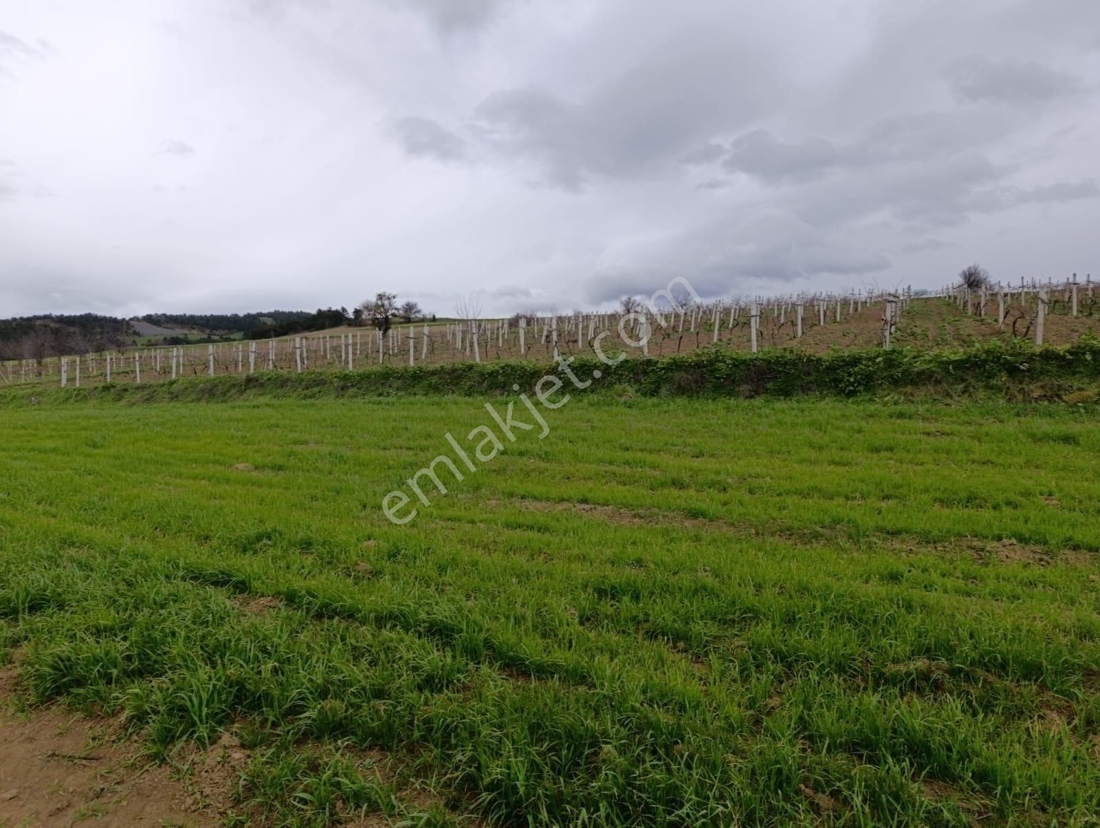 Geyve Halidiye'de Köye 2 Dk Mesafede Düz Ve Verimli Arazi - Görsel 10