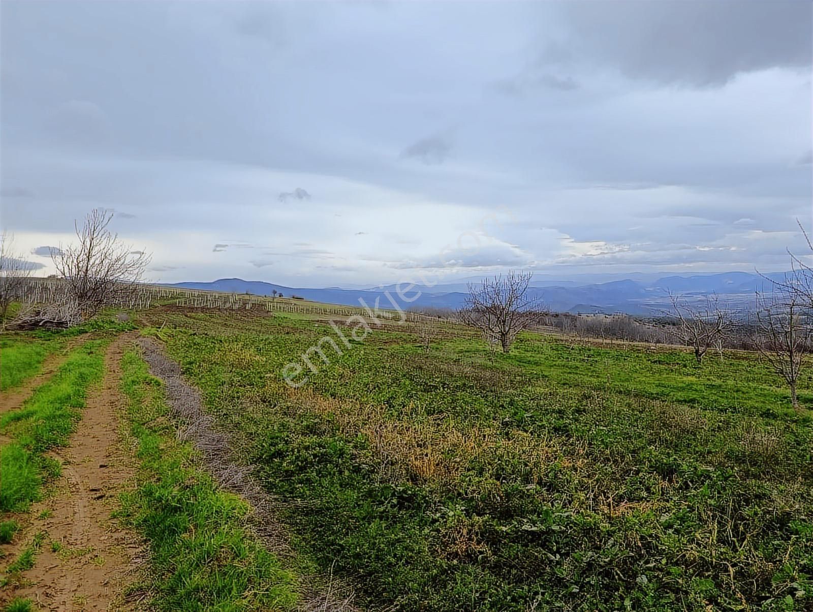 Geyve Halidiye'de Köye 2 Dk Mesafede Düz Ve Verimli Arazi - Görsel 6