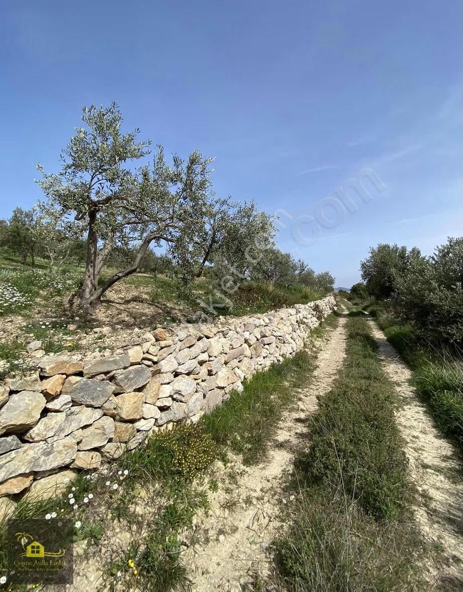 Çeşme Germiyan'da Satılık Tarla - Görsel 12