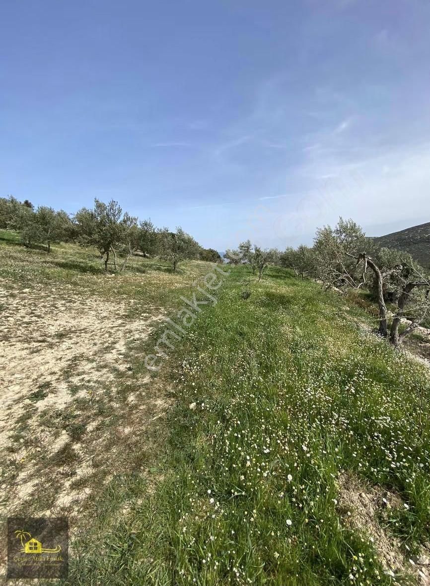 Çeşme Germiyan'da Satılık Tarla - Görsel 4