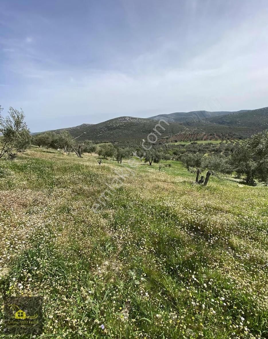 Çeşme Germiyan'da Satılık Tarla - Görsel 10