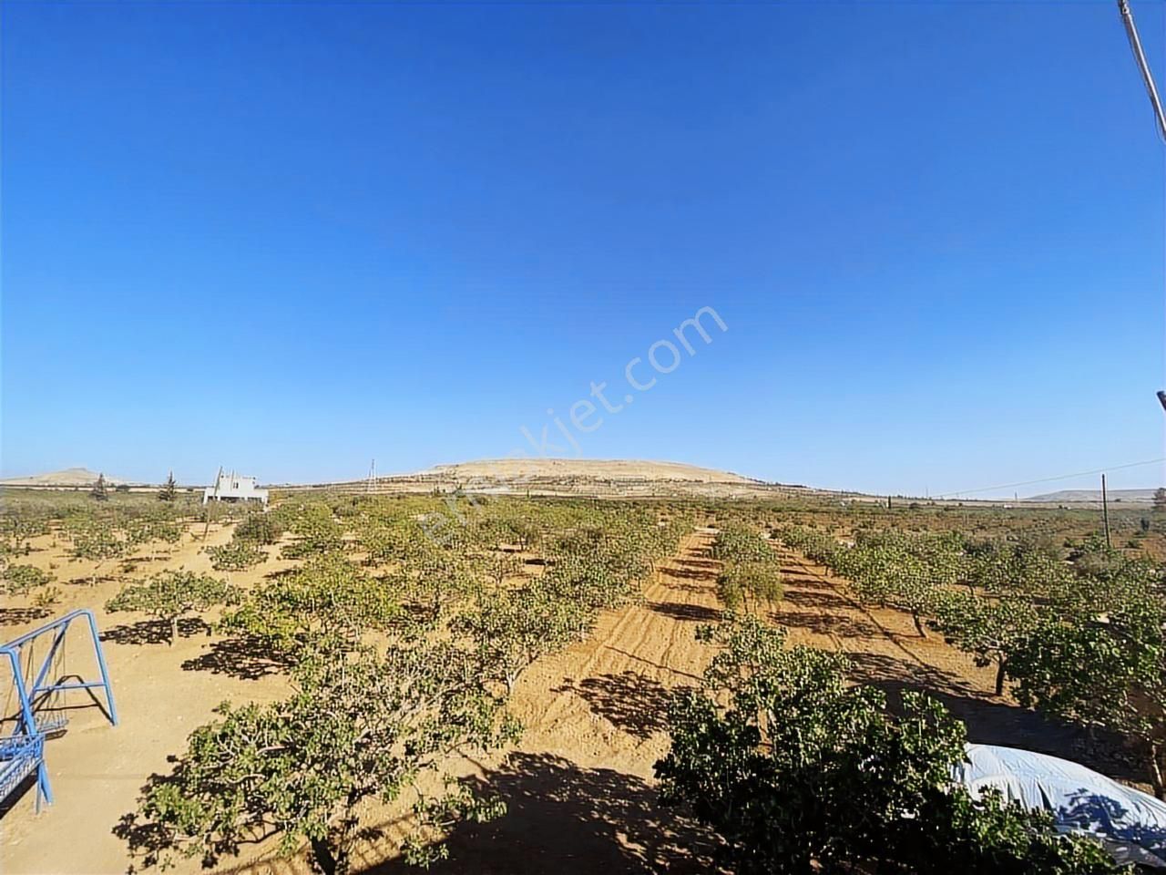 World İlkevimden Yarımtepede Yatırımlık Fıstıklık (videolu) - Görsel 2