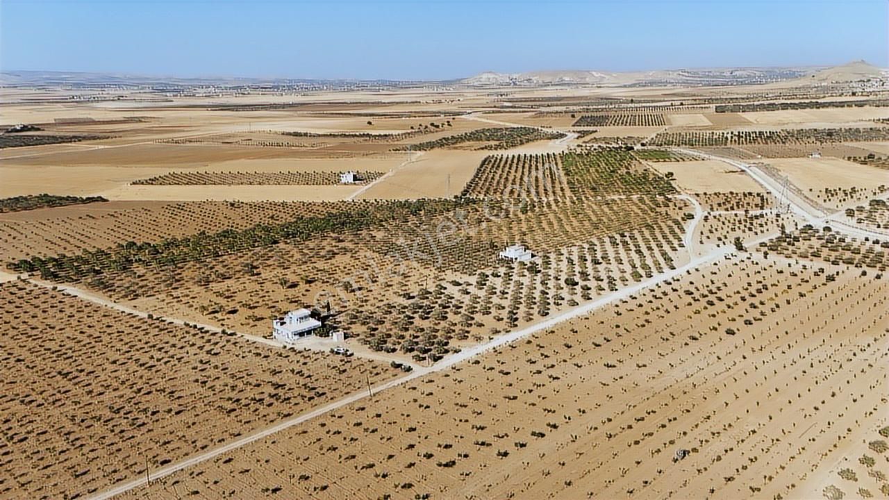 World İlkevimden Yarımtepede Yatırımlık Fıstıklık (videolu) - Görsel 9