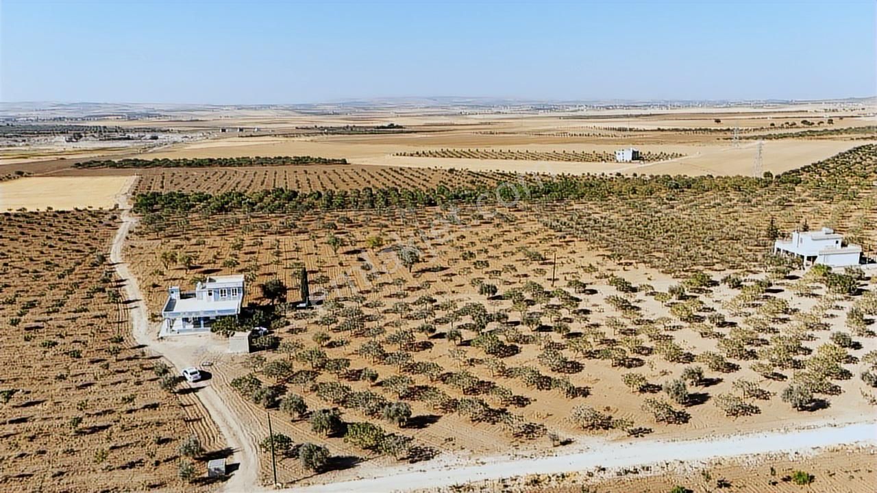 World İlkevimden Yarımtepede Yatırımlık Fıstıklık (videolu) - Görsel 6