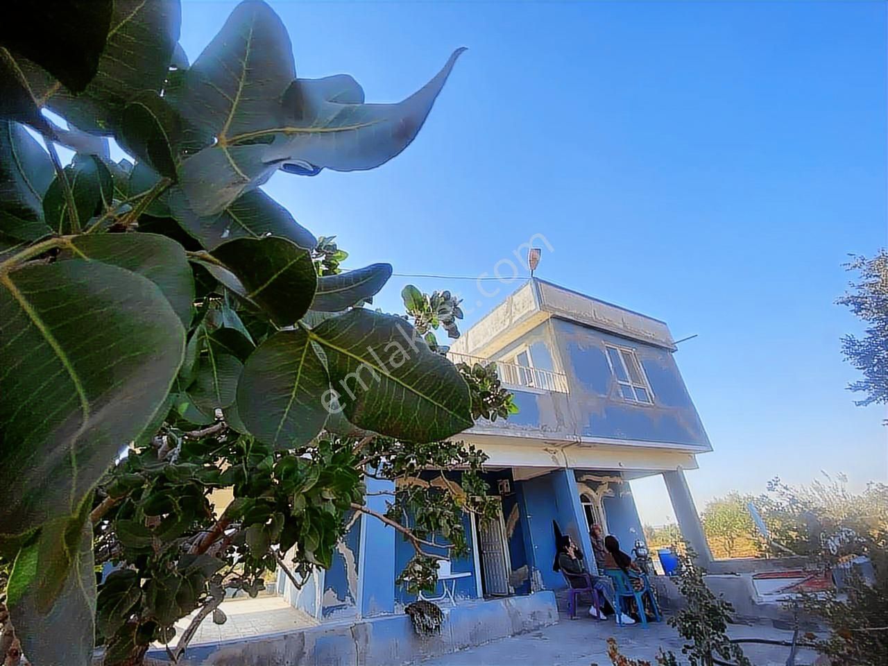 World İlkevimden Yarımtepede Yatırımlık Fıstıklık (videolu)