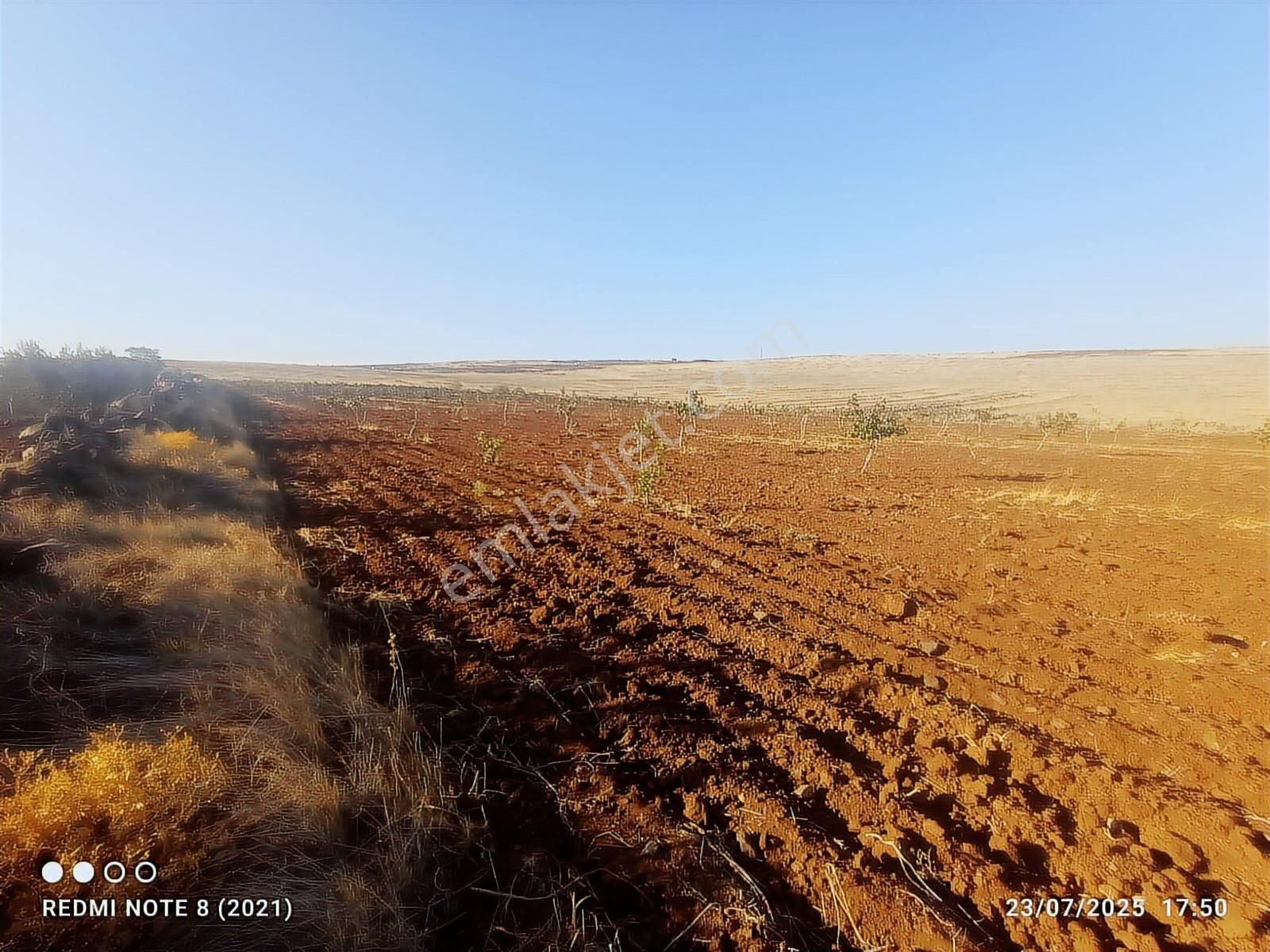 World İlkevim'den 35 Dönüm Fıstık Tarlası - Görsel 10