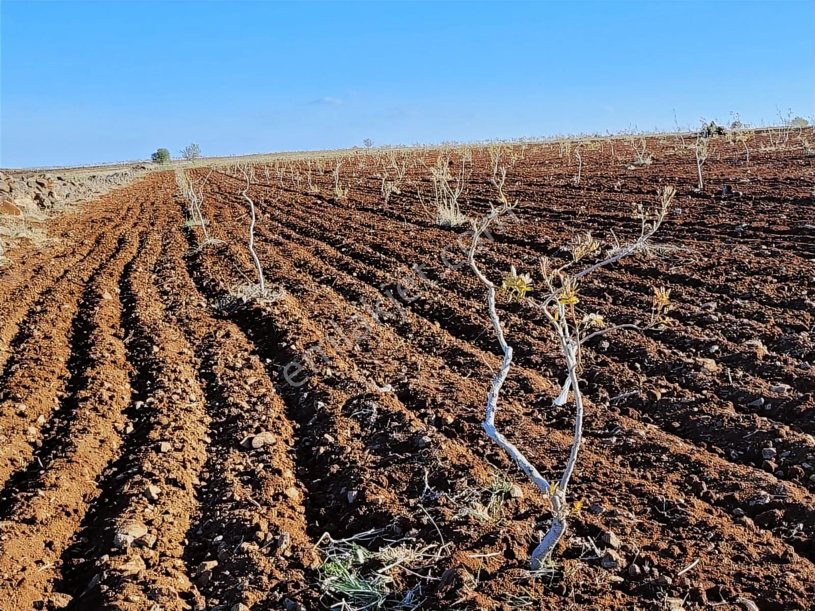 World İlkevim'den 35 Dönüm Fıstık Tarlası - Görsel 3