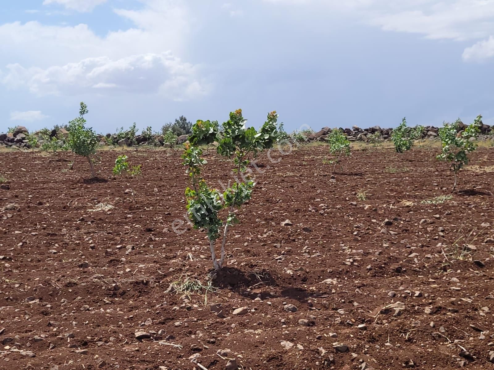 World İlkevim'den 35 Dönüm Fıstık Tarlası