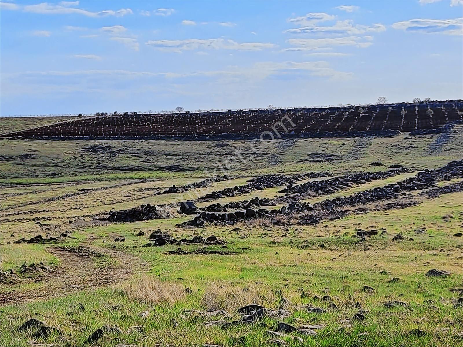 World İlkevim'den 35 Dönüm Fıstık Tarlası - Görsel 8
