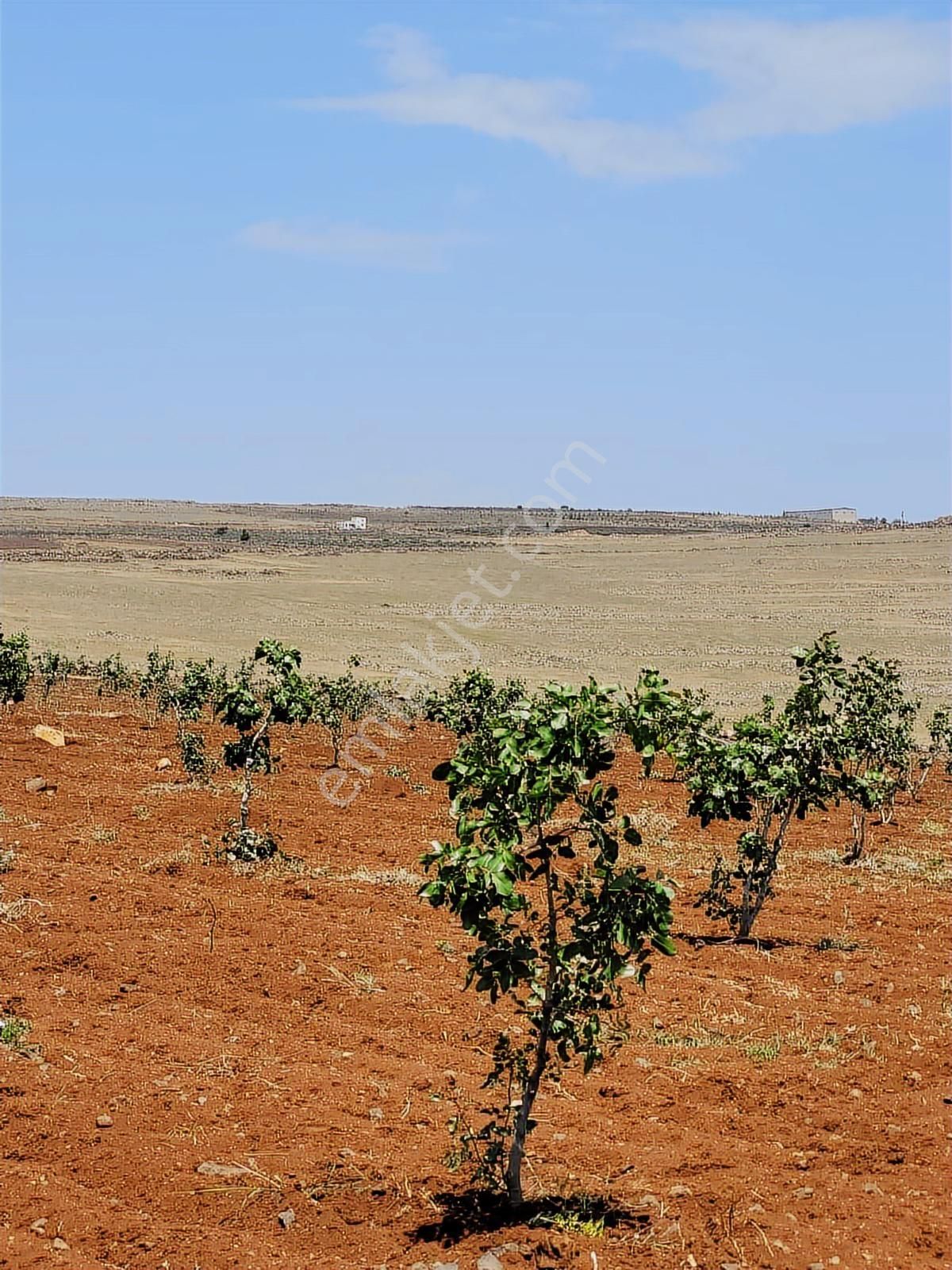 World İlkevim'den 35 Dönüm Fıstık Tarlası - Görsel 12