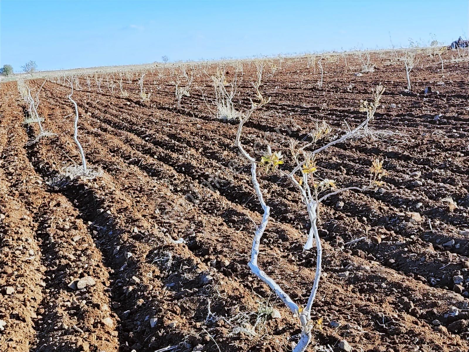 World İlkevim'den 35 Dönüm Fıstık Tarlası - Görsel 7