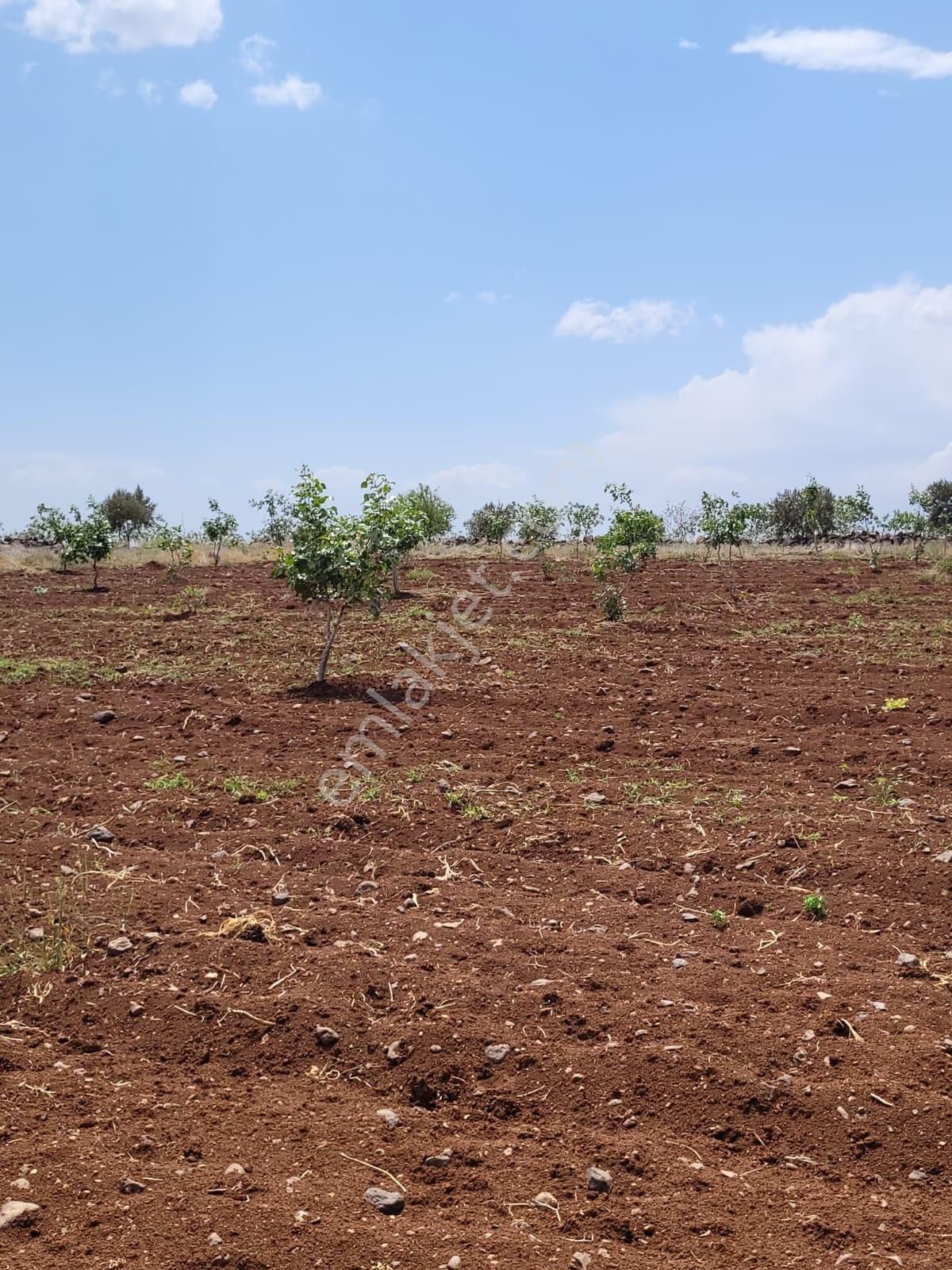 World İlkevim'den 35 Dönüm Fıstık Tarlası - Görsel 4