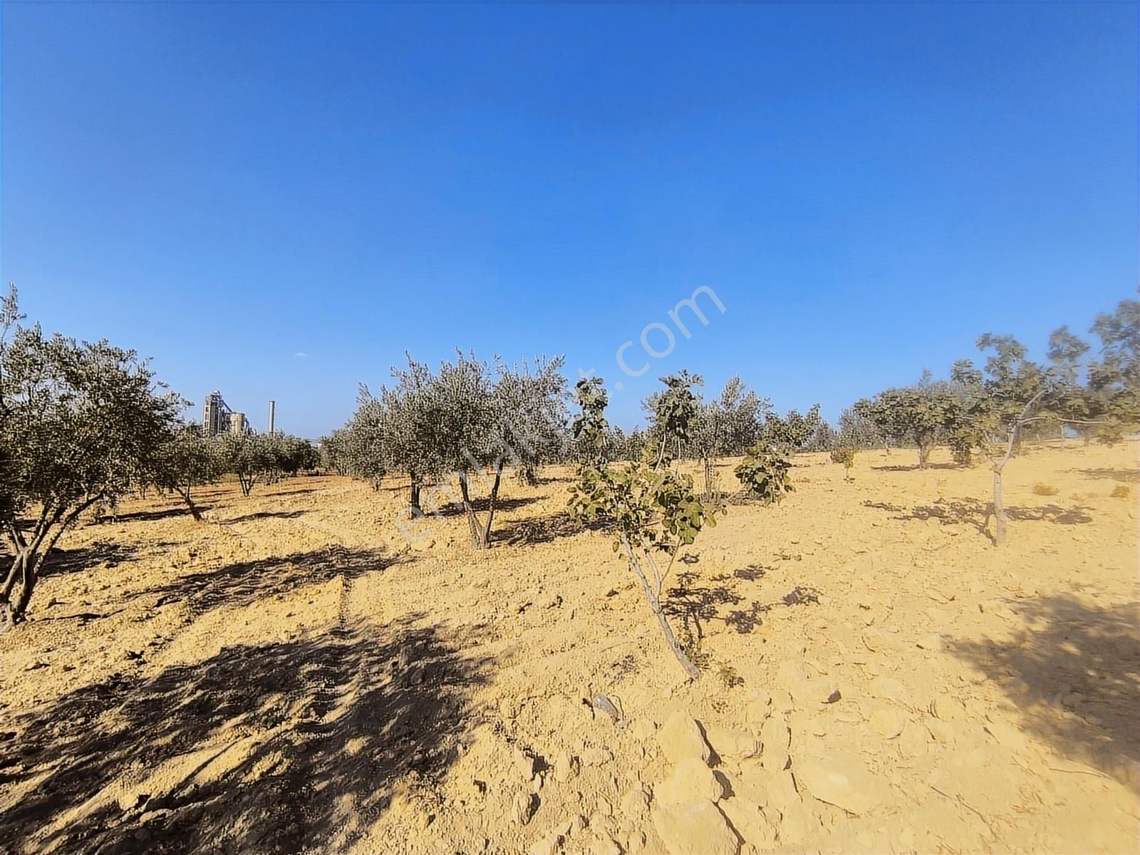 World İlkevim'den 50 Metrelik Yolun Hemen Yanında Bağ Bahçe - Görsel 9