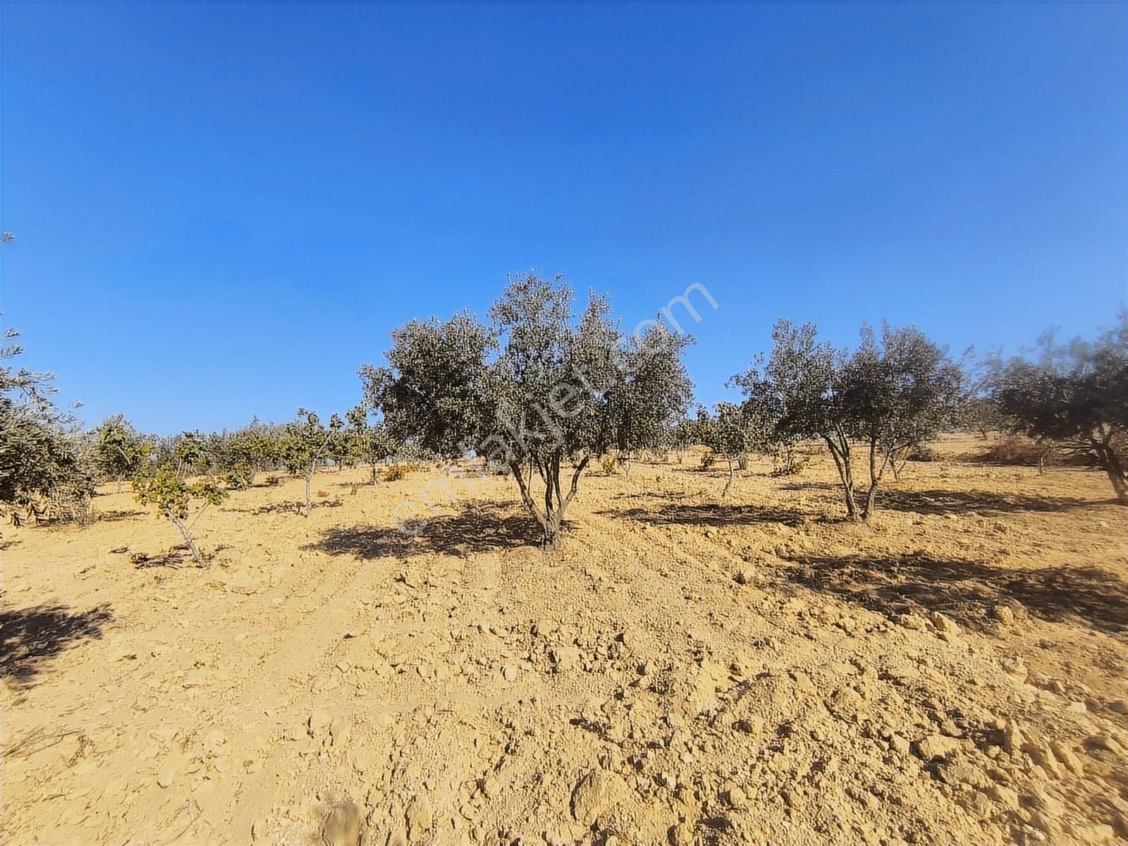 World İlkevim'den 50 Metrelik Yolun Hemen Yanında Bağ Bahçe - Görsel 6