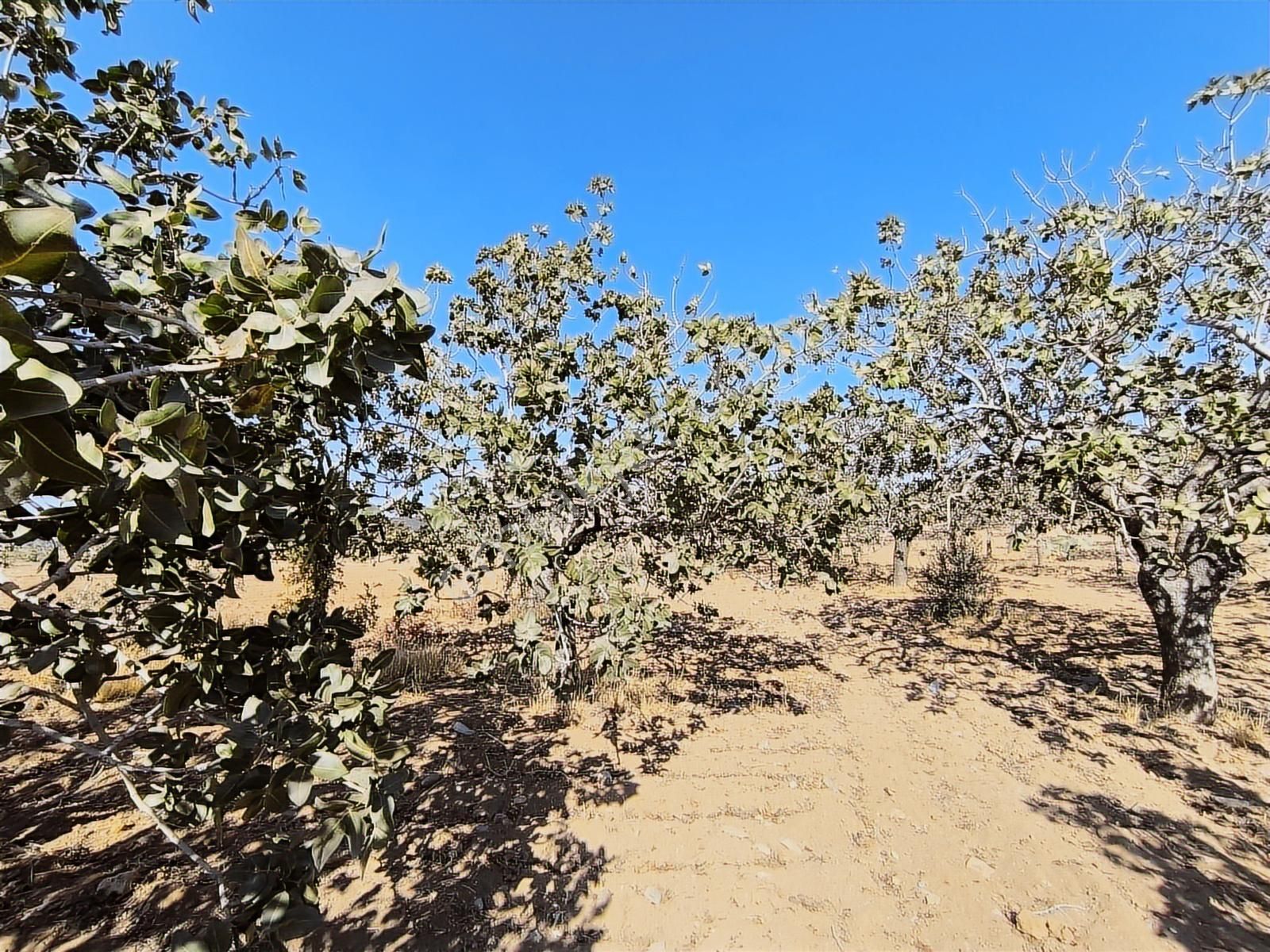 World İlkevim'den Büyük Kargılı'da 25 Dönüm Fıstık Tarlası - Görsel 10