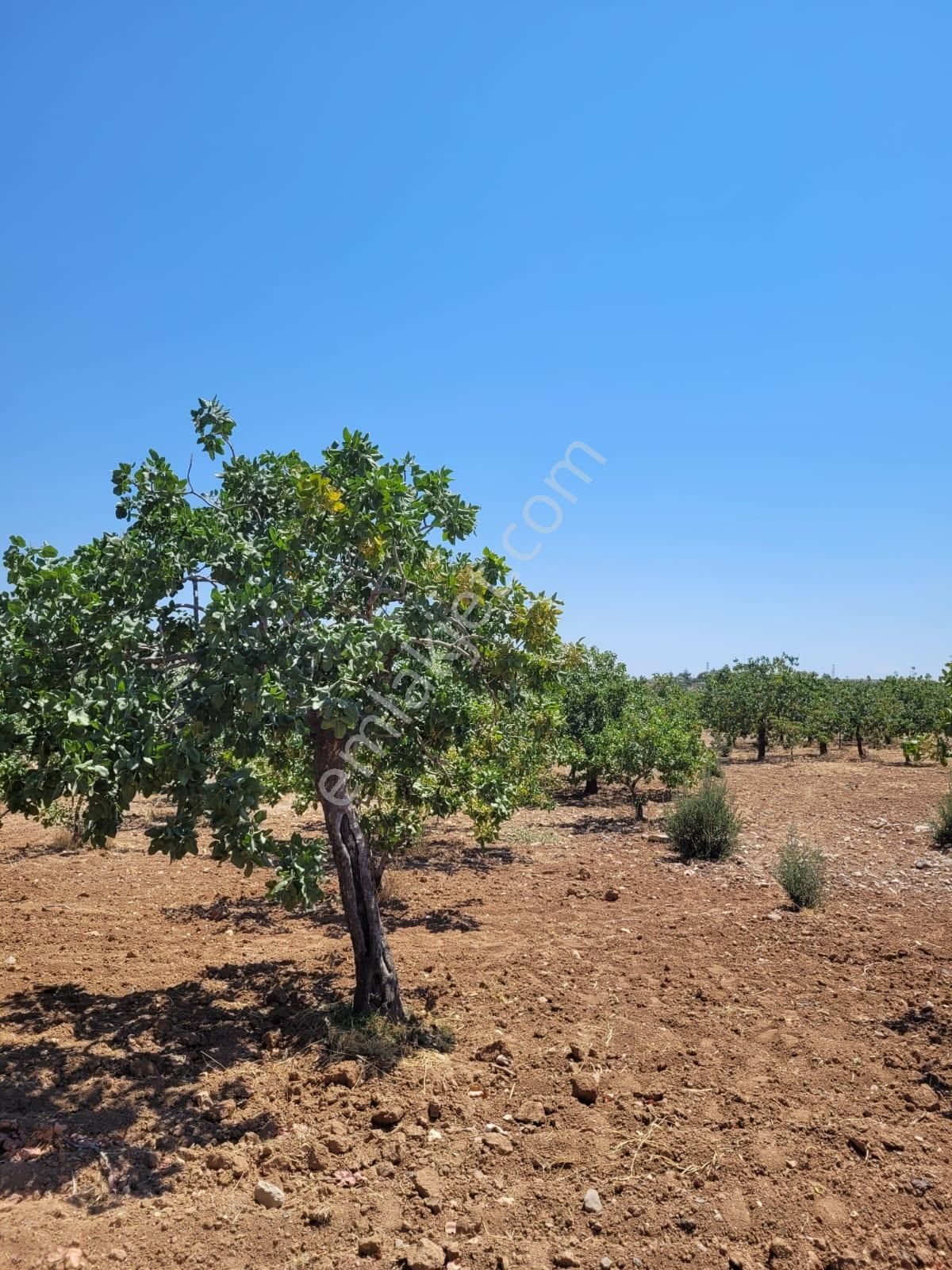 World İlkevim'den Büyük Kargılı'da 25 Dönüm Fıstık Tarlası - Görsel 19