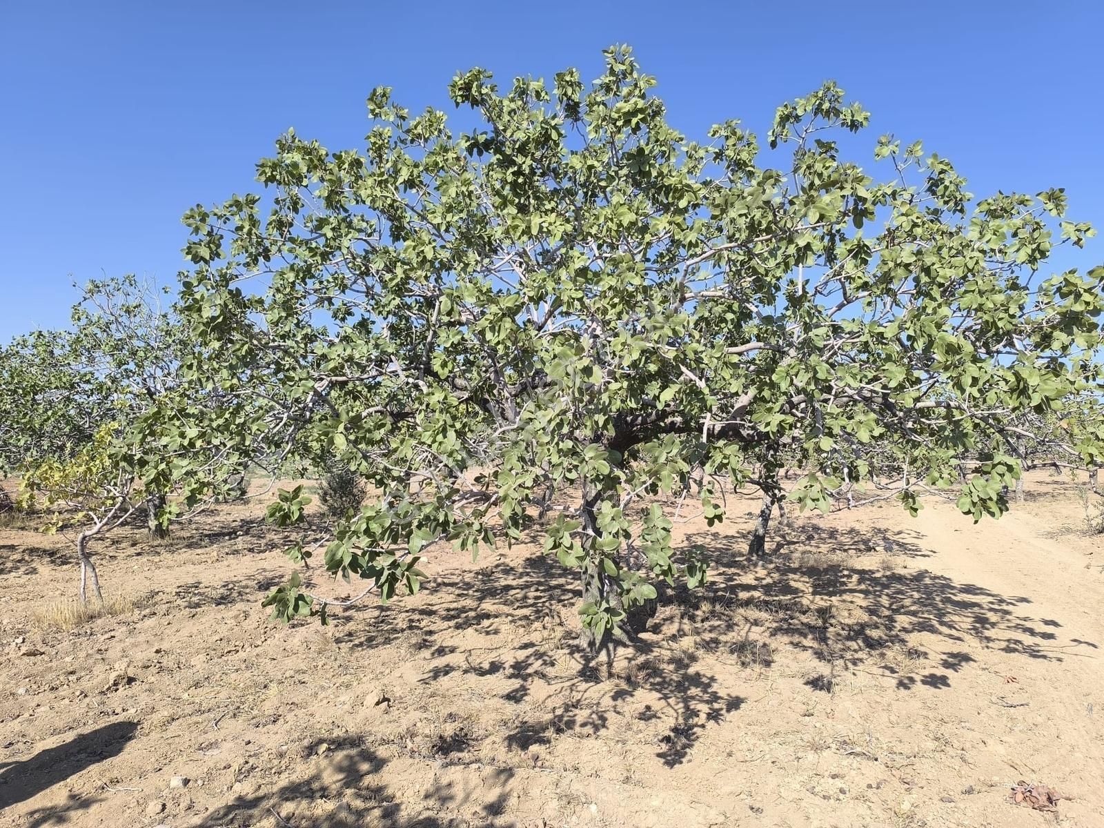 World İlkevim'den Büyük Kargılı'da 25 Dönüm Fıstık Tarlası - Görsel 13
