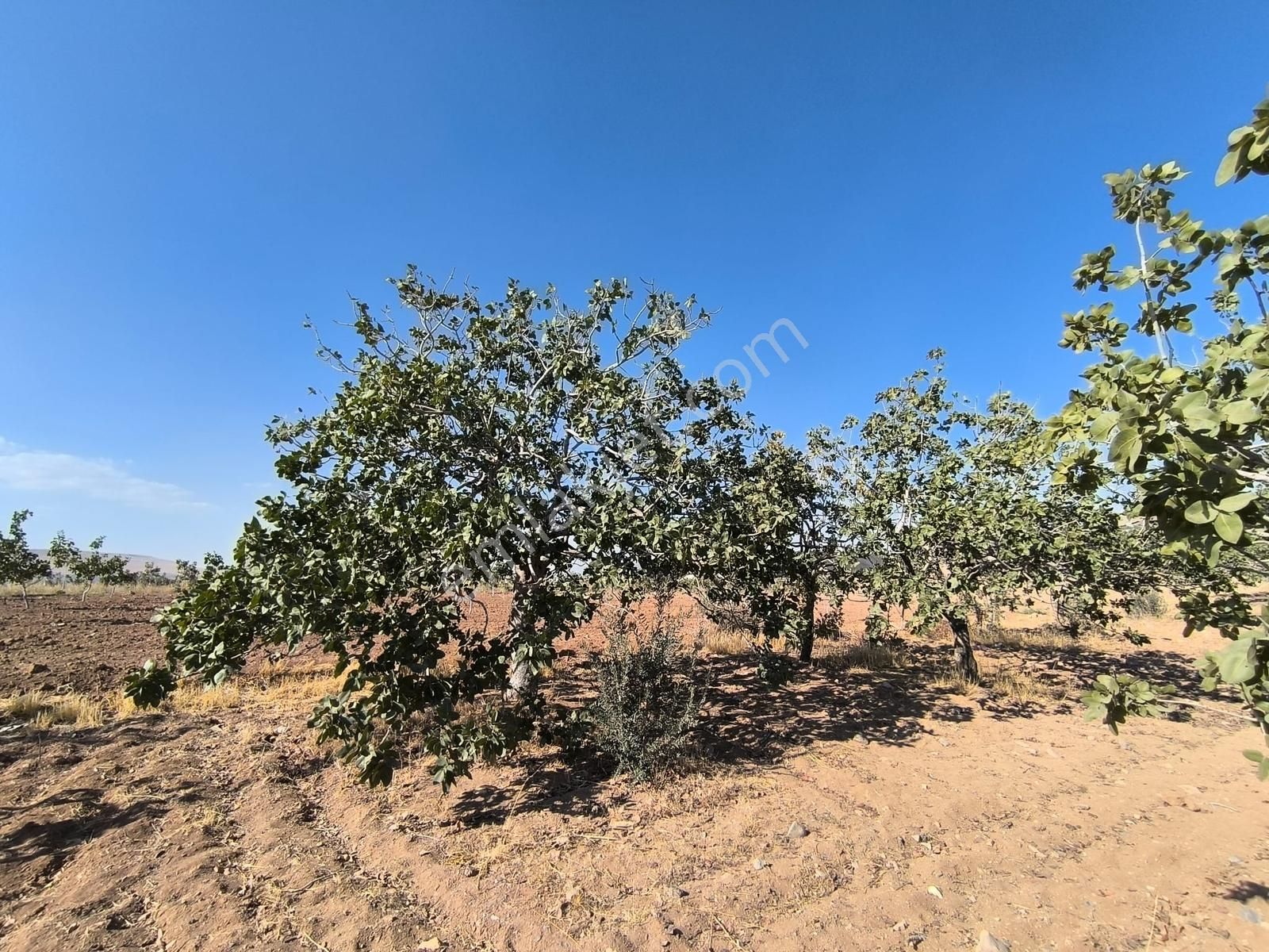 World İlkevim'den Büyük Kargılı'da 25 Dönüm Fıstık Tarlası - Görsel 11