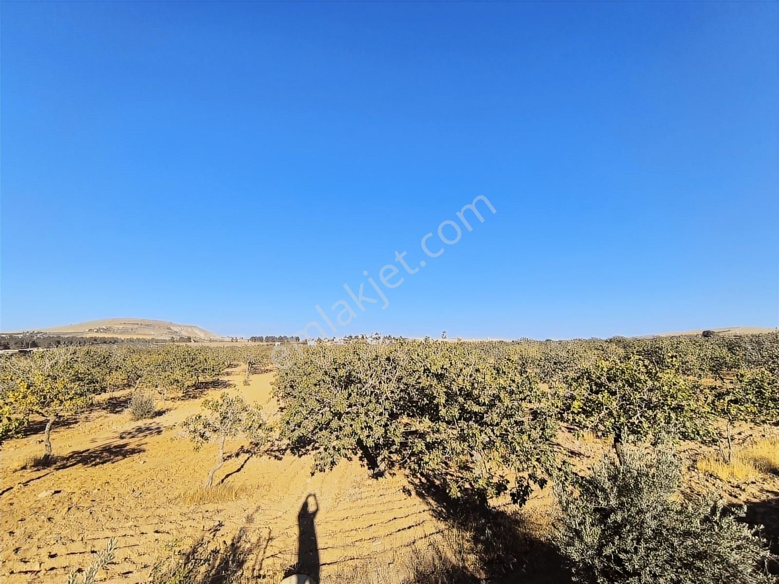 World İlkevim'den Büyük Kargılı'da 25 Dönüm Fıstık Tarlası - Görsel 17