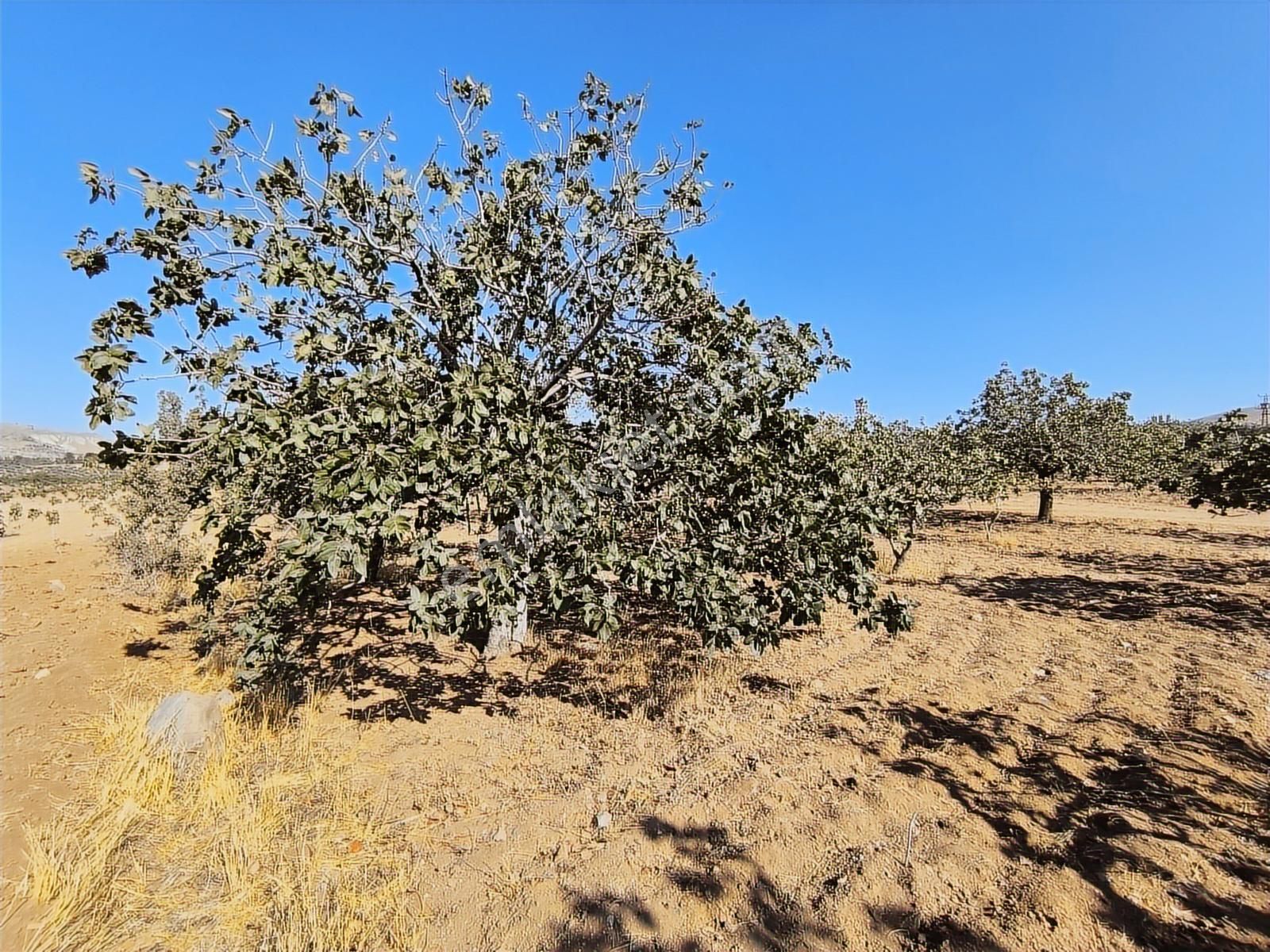World İlkevim'den Büyük Kargılı'da 25 Dönüm Fıstık Tarlası - Görsel 6