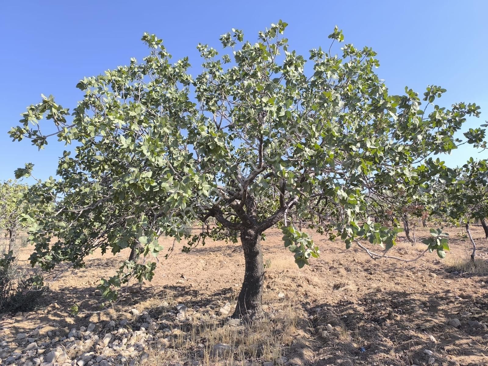 World İlkevim'den Büyük Kargılı'da 25 Dönüm Fıstık Tarlası