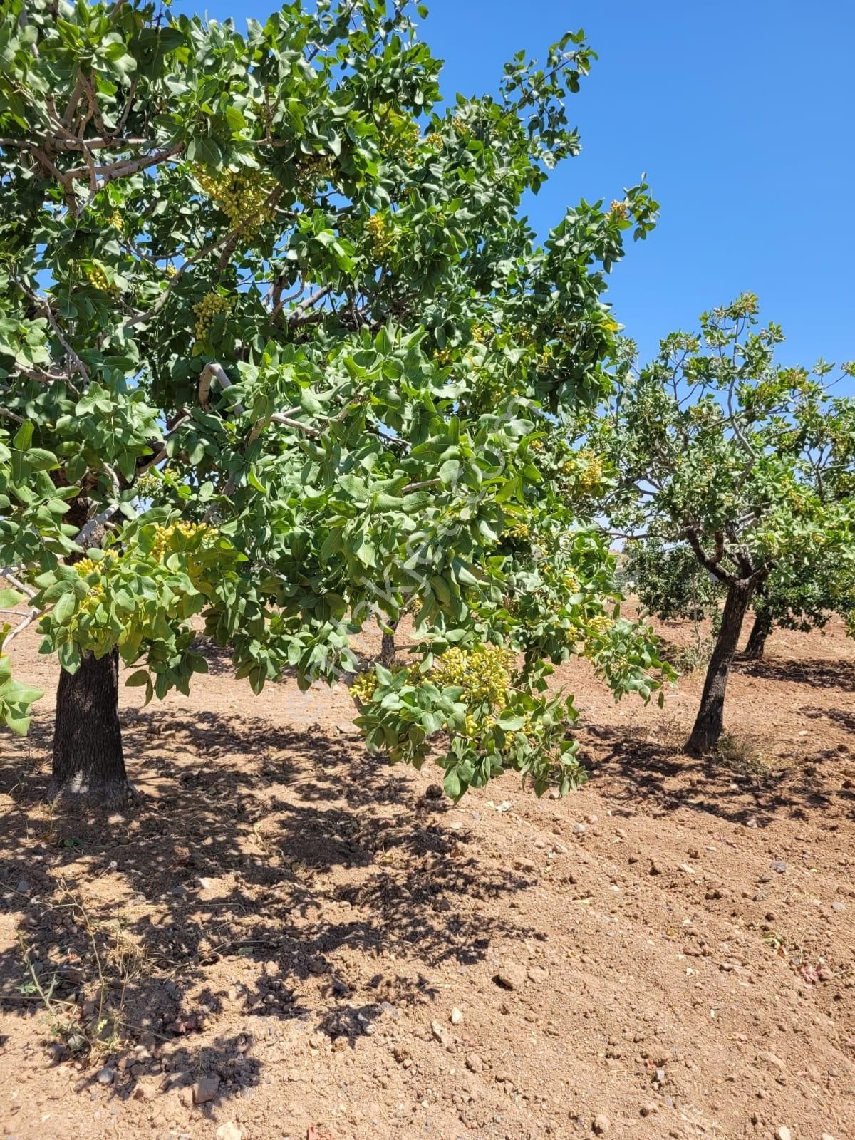 World İlkevim'den Büyük Kargılı'da 25 Dönüm Fıstık Tarlası - Görsel 3