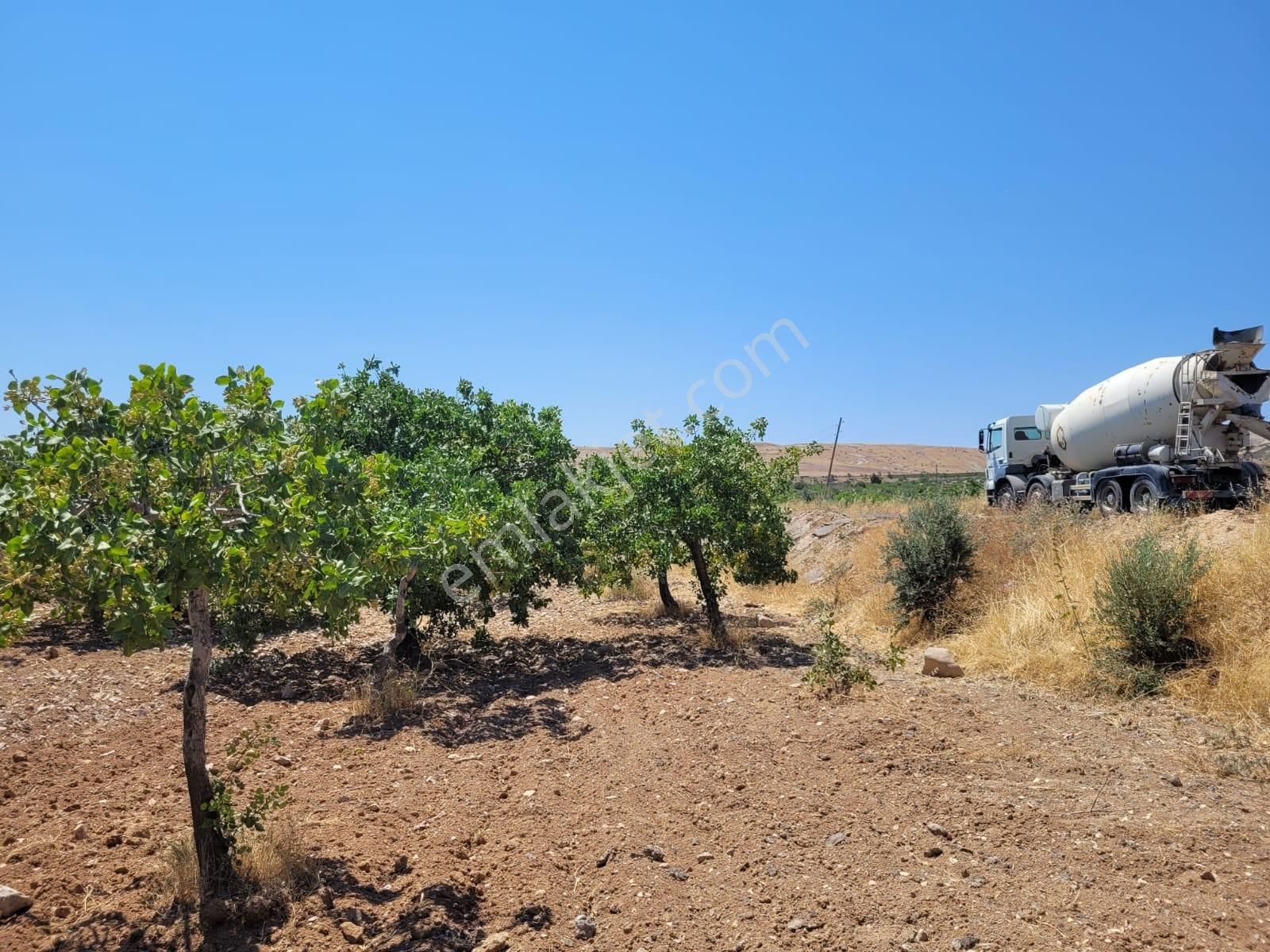 World İlkevim'den Büyük Kargılı'da 25 Dönüm Fıstık Tarlası - Görsel 2