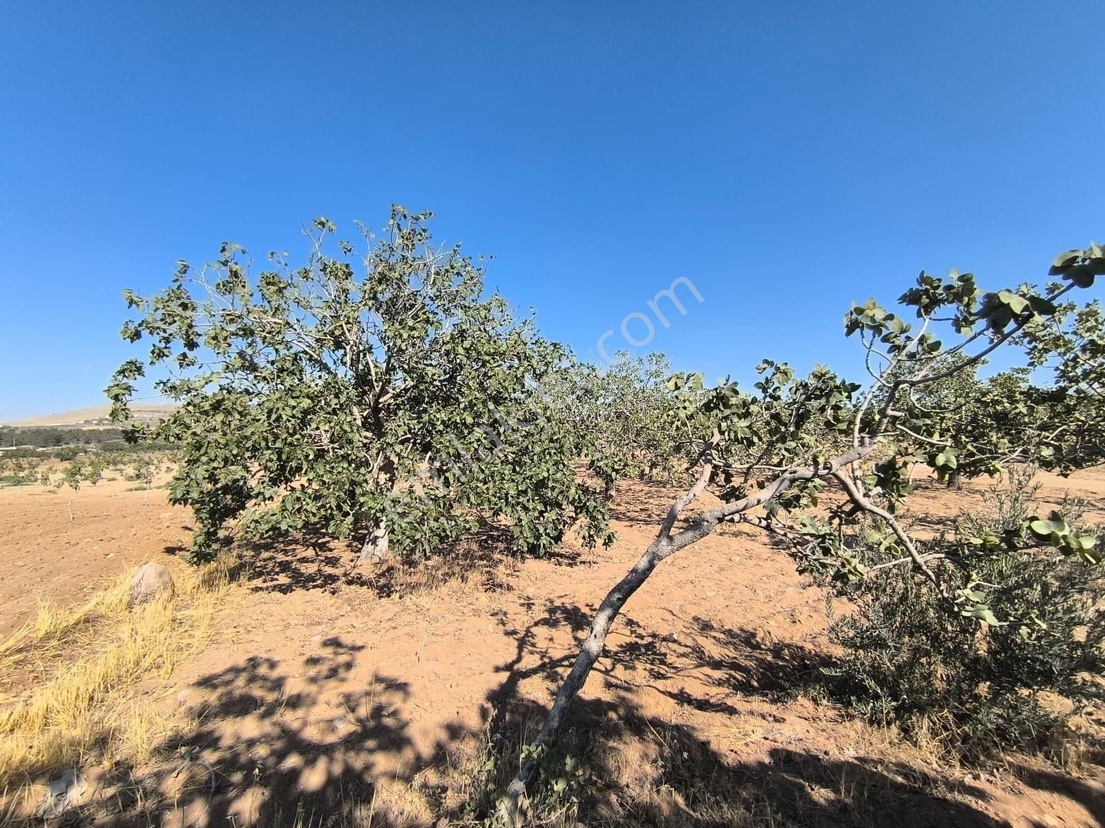 World İlkevim'den Büyük Kargılı'da 25 Dönüm Fıstık Tarlası - Görsel 16