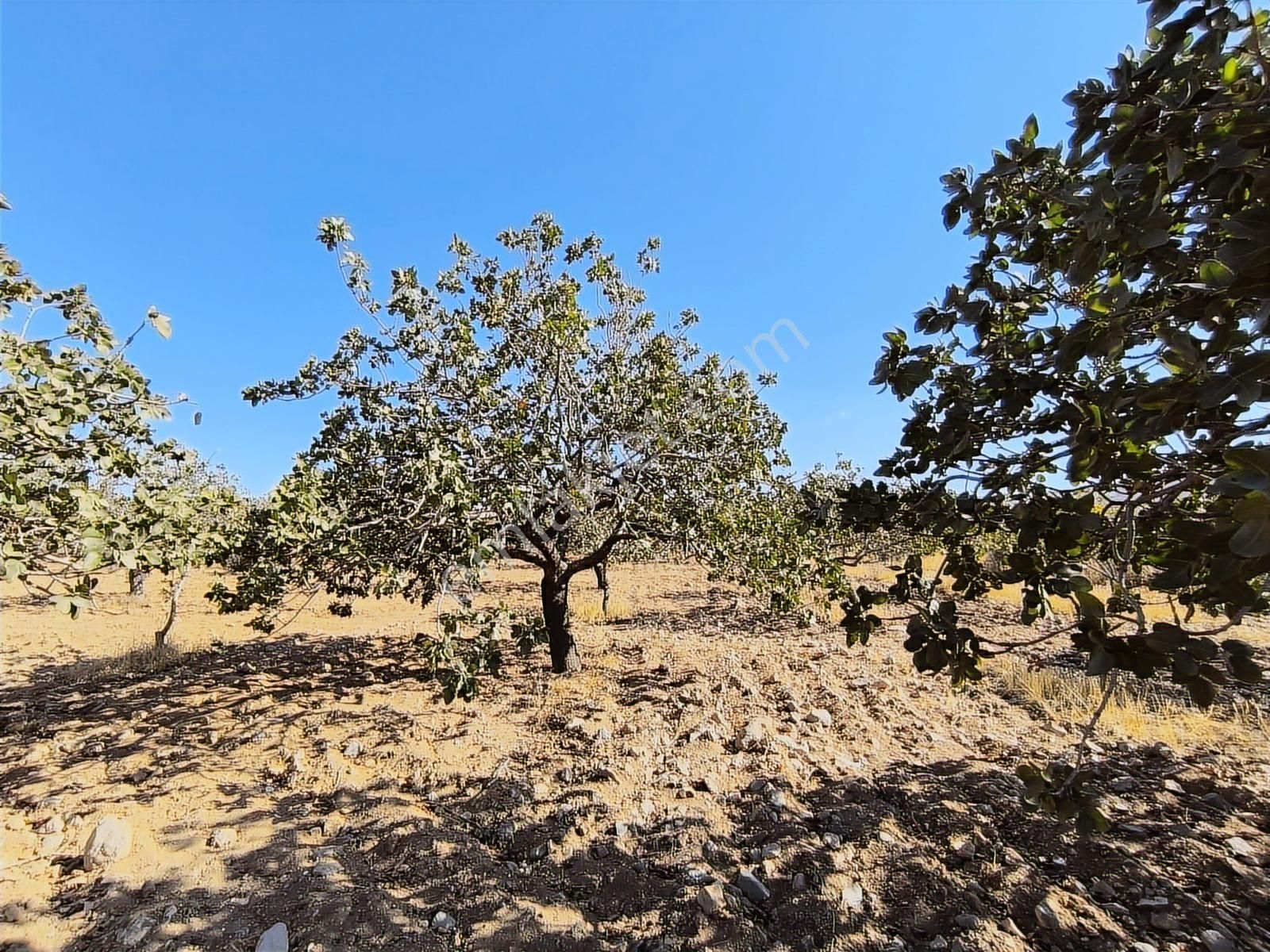 World İlkevim'den Büyük Kargılı'da 25 Dönüm Fıstık Tarlası - Görsel 12