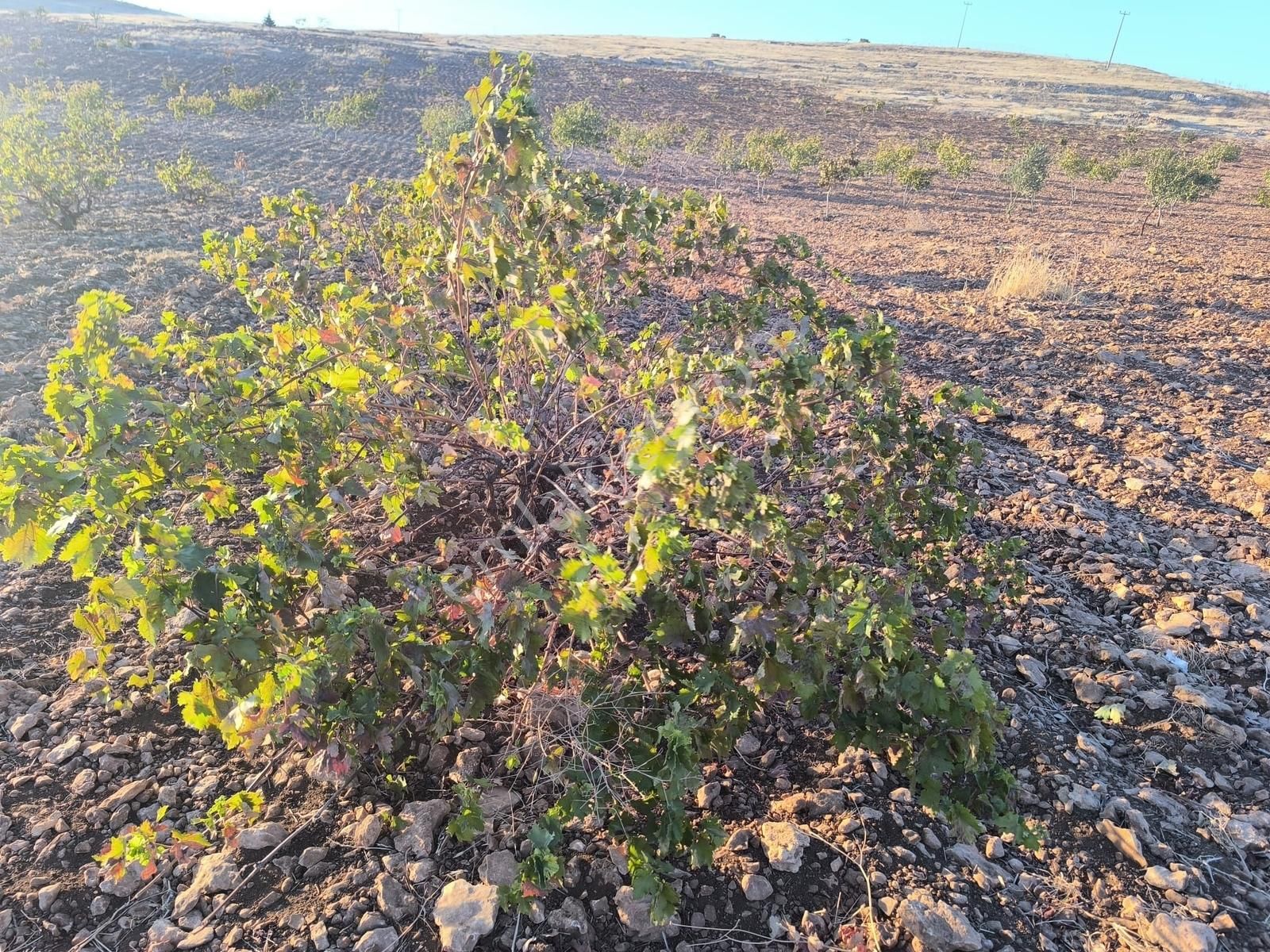 World İlkevim'den Çevre Yolunun Köşesinde Satılık Bağ Evi - Görsel 34