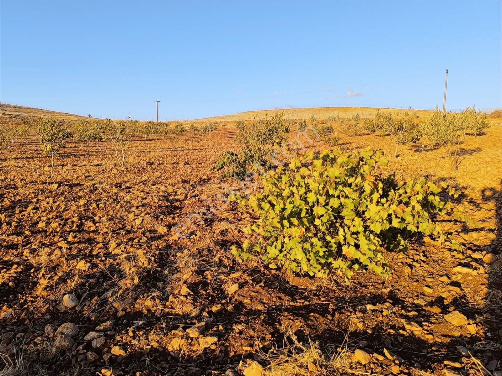 World İlkevim'den Çevre Yolunun Köşesinde Satılık Bağ Evi - Görsel 4