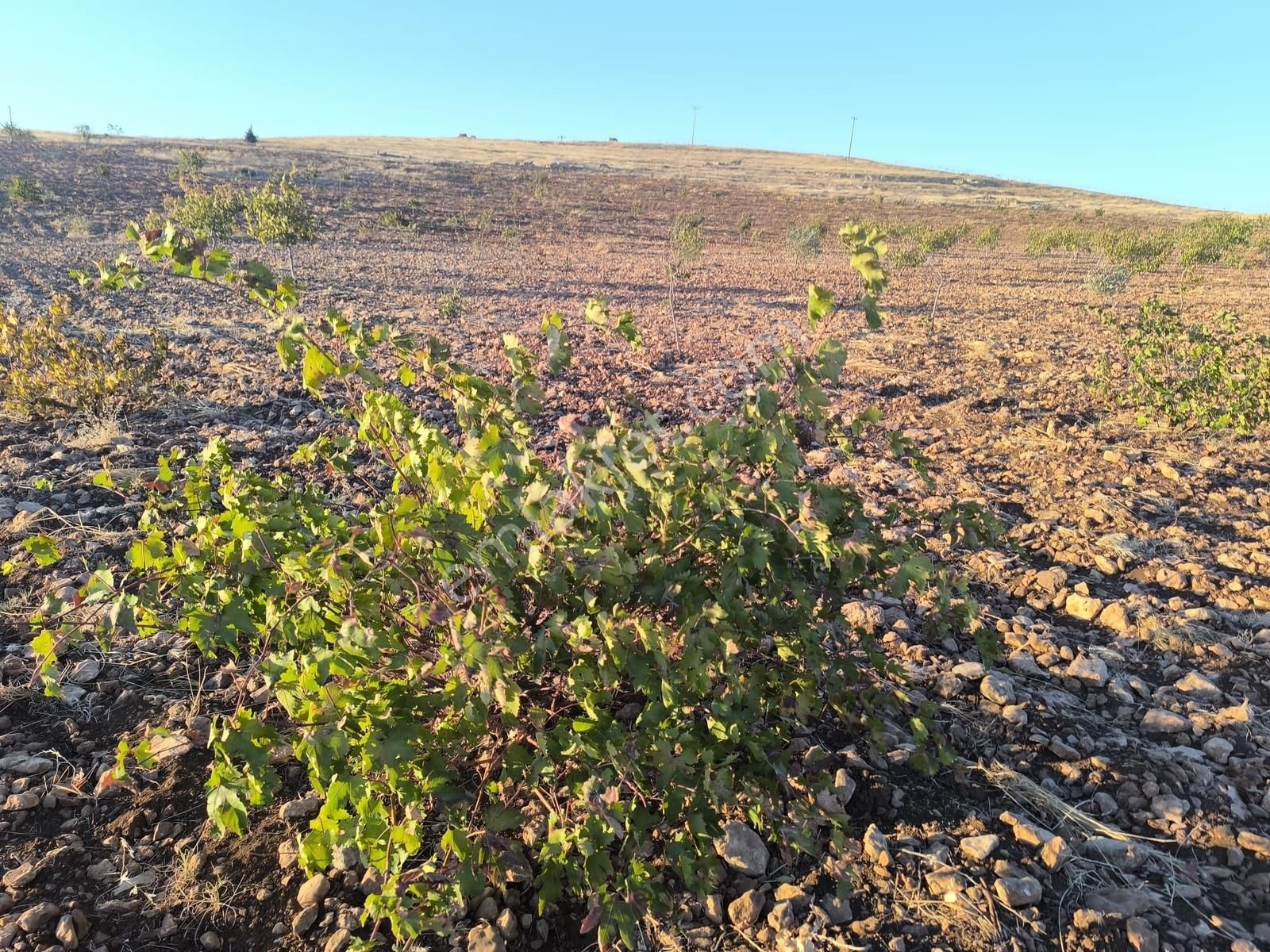 World İlkevim'den Çevre Yolunun Köşesinde Satılık Bağ Evi - Görsel 2