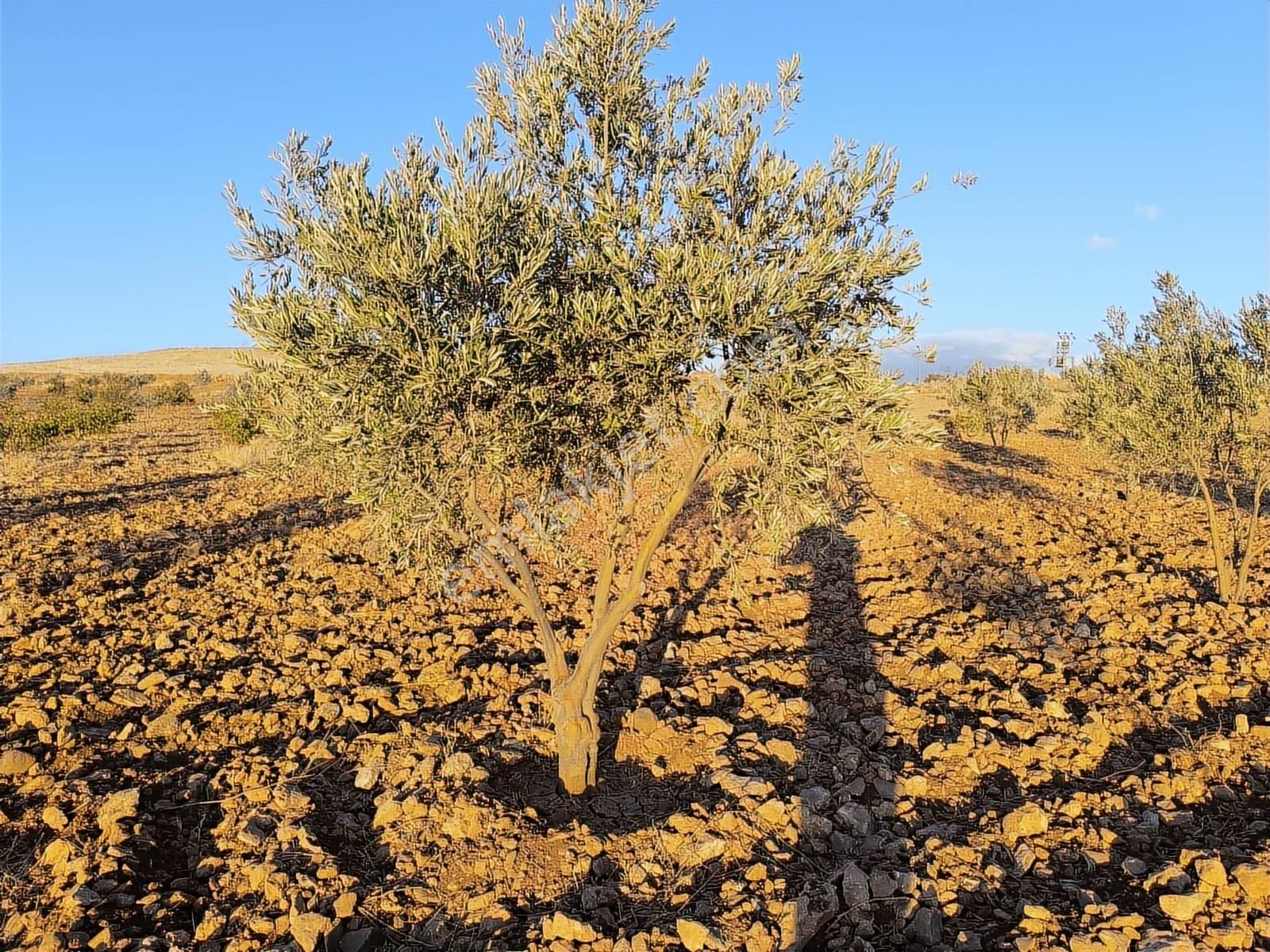 World İlkevim'den Çevre Yolunun Köşesinde Satılık Bağ Evi - Görsel 10