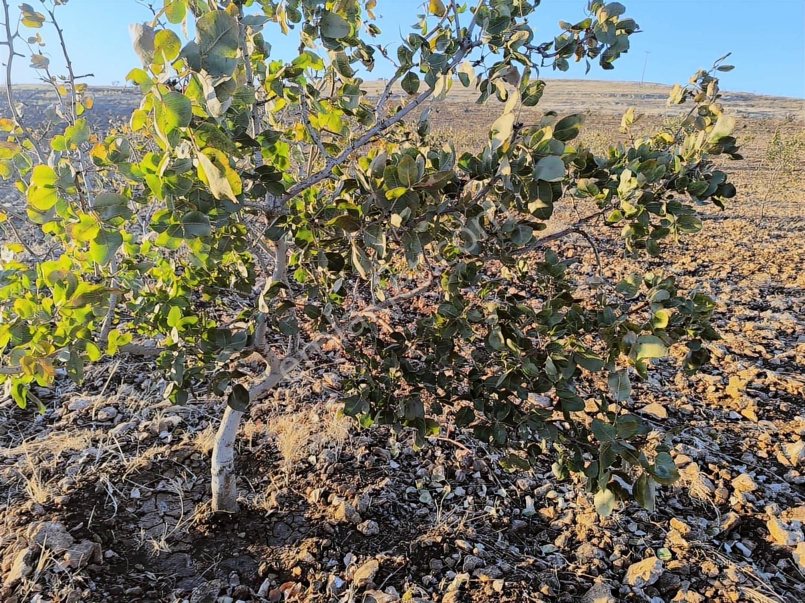 World İlkevim'den Çevre Yolunun Köşesinde Satılık Bağ Evi - Görsel 12